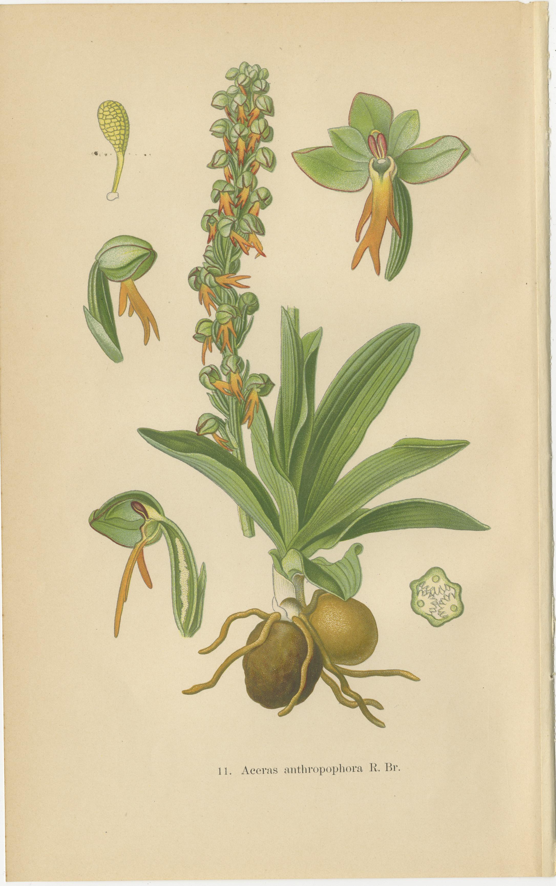 Papier Trésors botaniques originaux : Les orchidées de la collection de Müller de 1904 en vente
