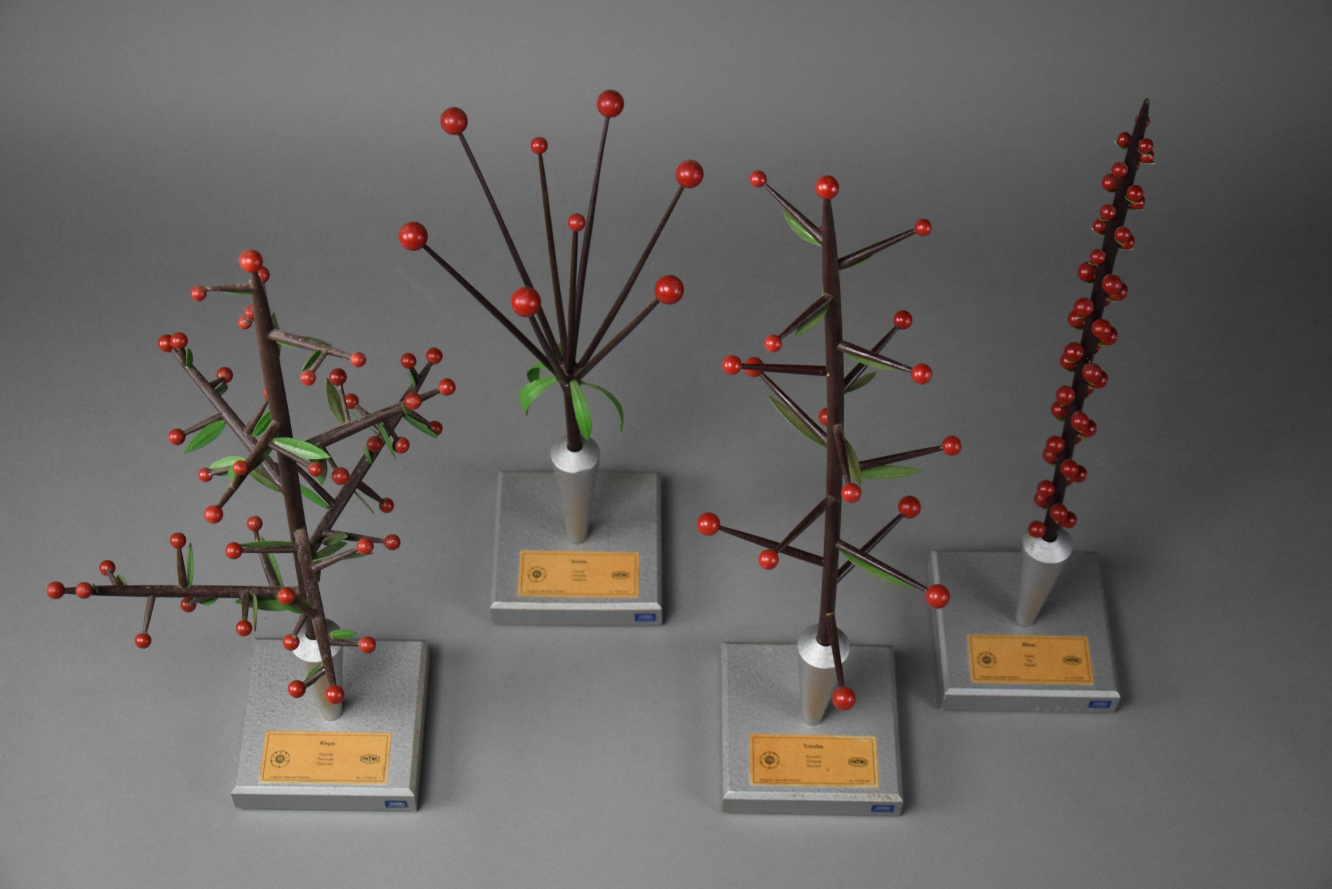 Discover Botany's Finest: Original Brendel Botanic Models from the 1950s

Unveil the beauty of botany with our exquisite collection of original Brendel botanic models: Spike, Raceme, Umbel, and Panicle. Produced in the 1950s by Phywe Science