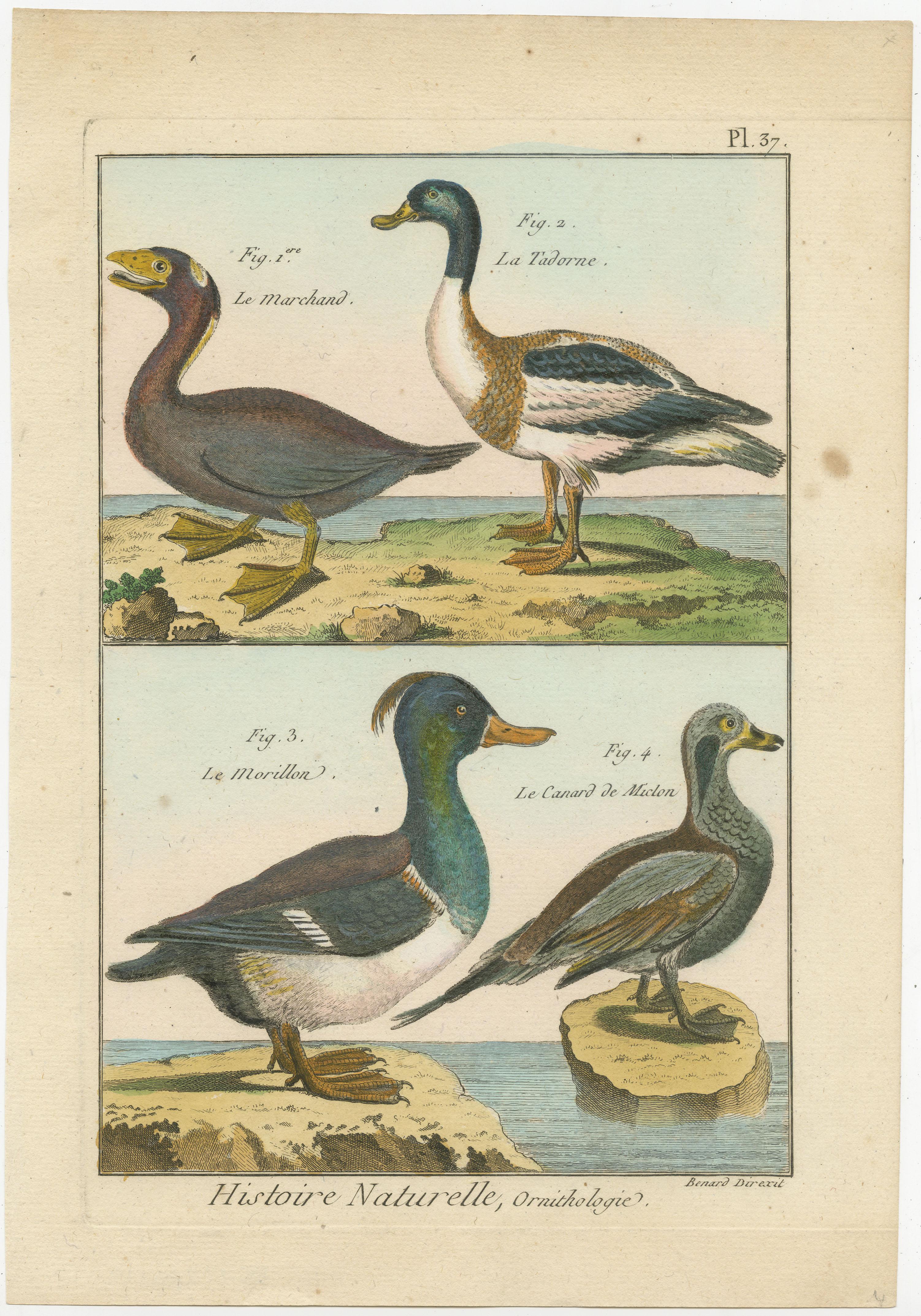 Original Brightly Hand-Colored Copper Engraving of Four Ducks '1792' In Good Condition For Sale In Langweer, NL