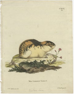 Original farbige Gravur des norwegischen Stiers des Norwegischen Stiers, 1775