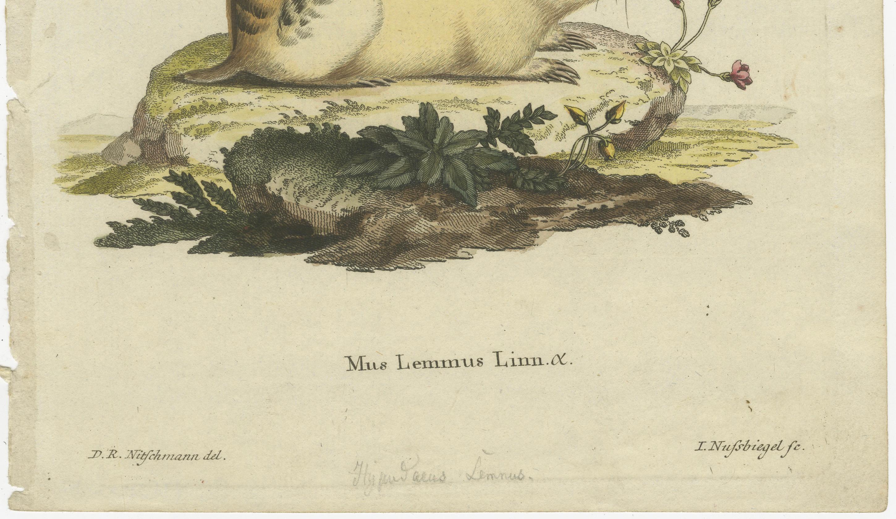 Engraved Original Colored Engraving of the Norway Lemming, 1775 For Sale