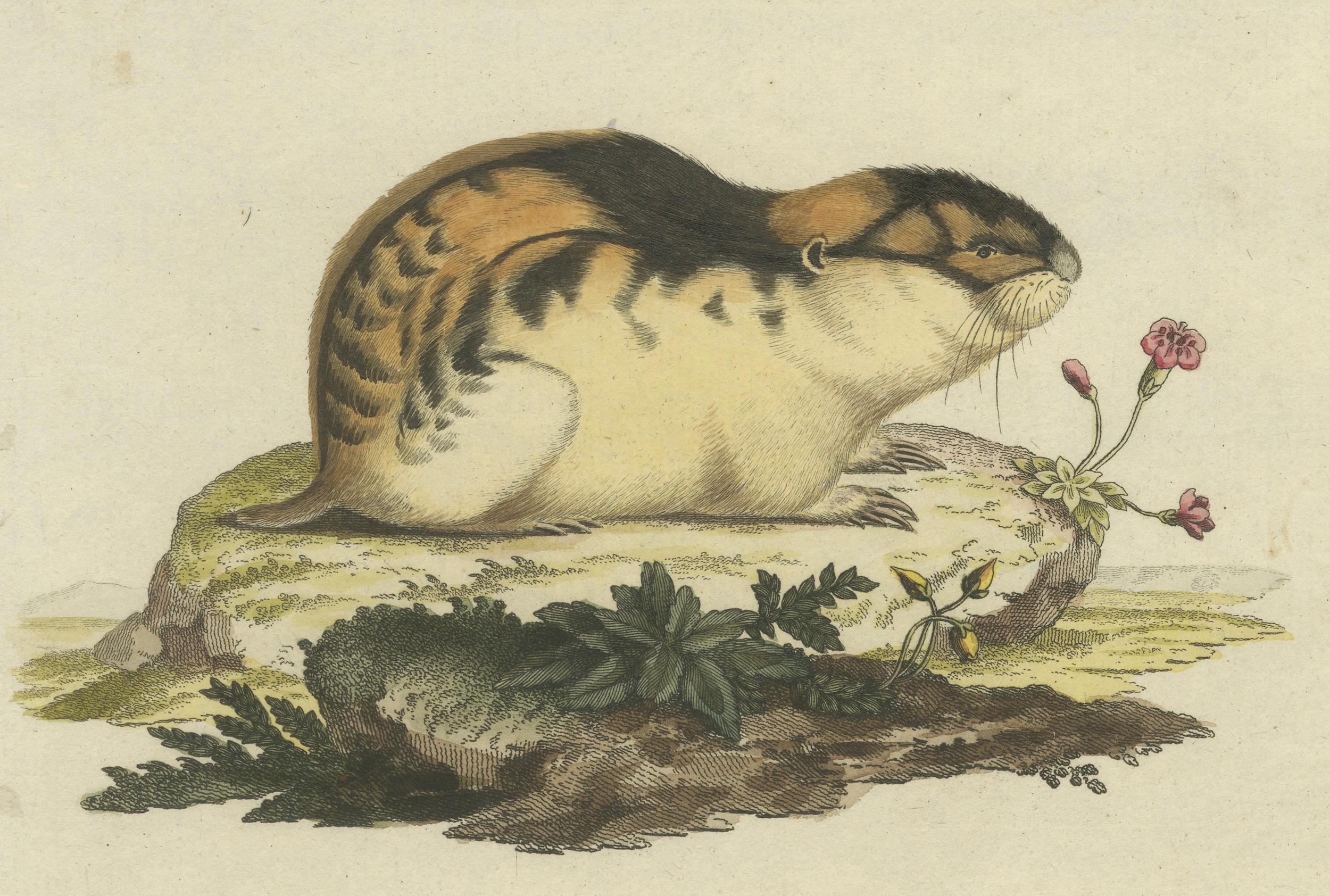 Original Colored Engraving of the Norway Lemming, 1775 In Good Condition For Sale In Langweer, NL