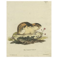 Gravure originale colorée du Lemming de Norvège, 1775