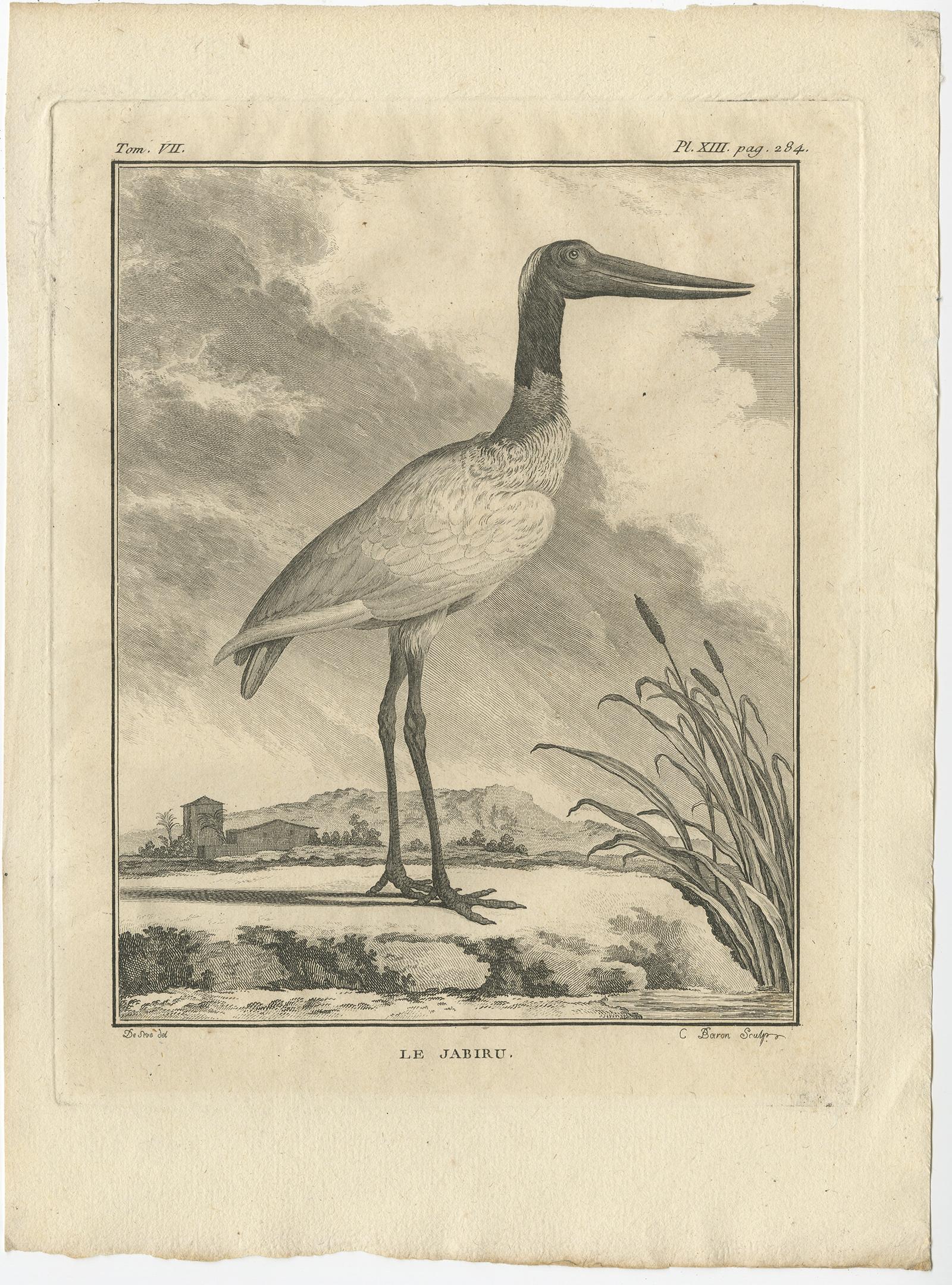 Antique print titled ‘Le Jabiru’. 

This print depicts the jabiru stork bird and originates from Buffon’s ‘Histoire Naturelle’, published in Paris 1795. 

Artists and engravers: Comte de Buffon (September 7, 1707 - April 16, 1788). French