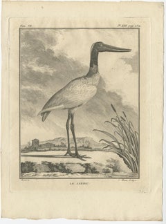 Original Copper Engraving of a Bird Print of the Jabiru Stork Bird, 1795