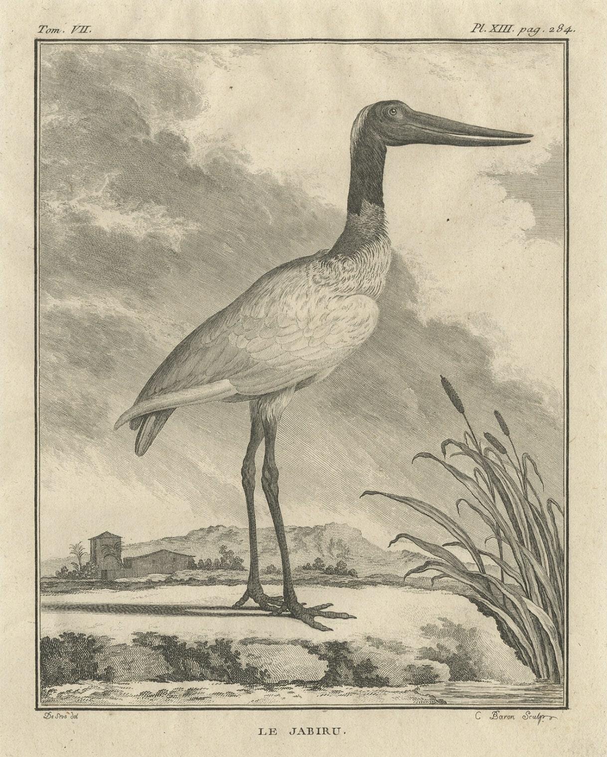 Original Copper Engraving of a Bird Print of the Jabiru Stork Bird, 1795 In Good Condition For Sale In Langweer, NL