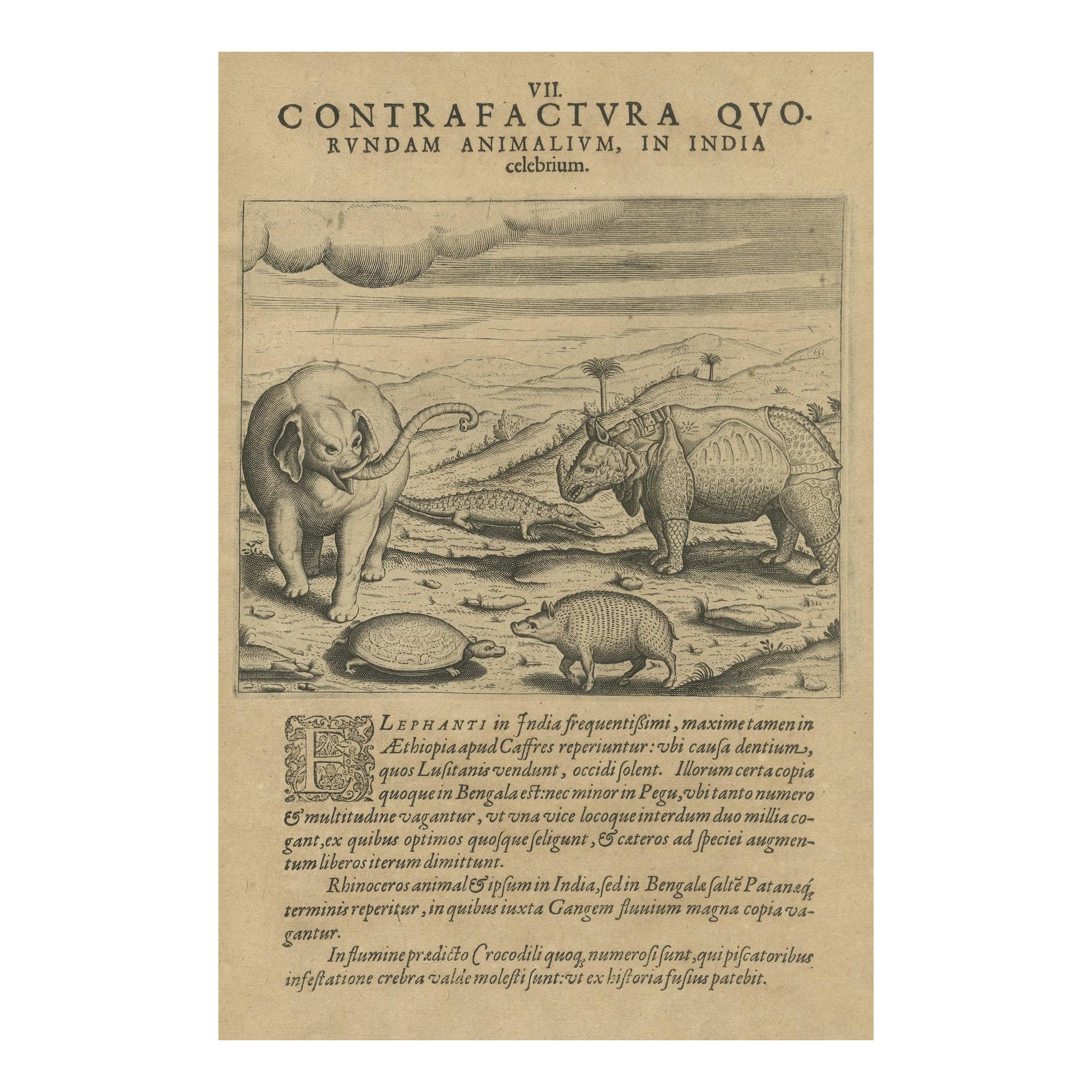 Original Kupfergravur verschiedener gefeierter Tiere in Indien von De Bry, 1601, Kupfer