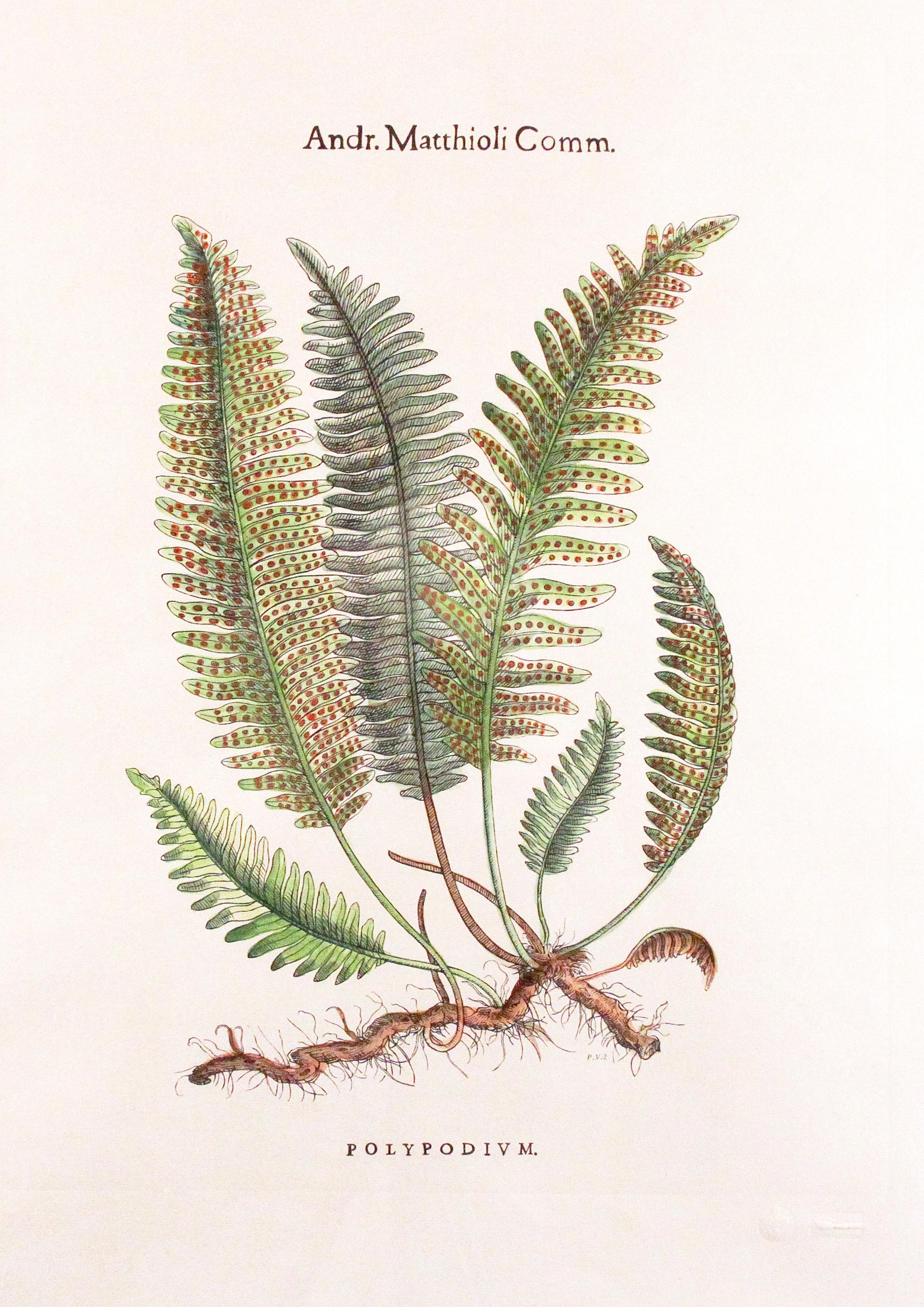 Andr Matthioli Comm. >Polypodium Fern in a white oak frame with laurel green mat, 

Polypodium is a genus of ferns in the family Polypodiaceae, subfamily Polypodioideae, The genus is widely distributed throughout the world, with the highest