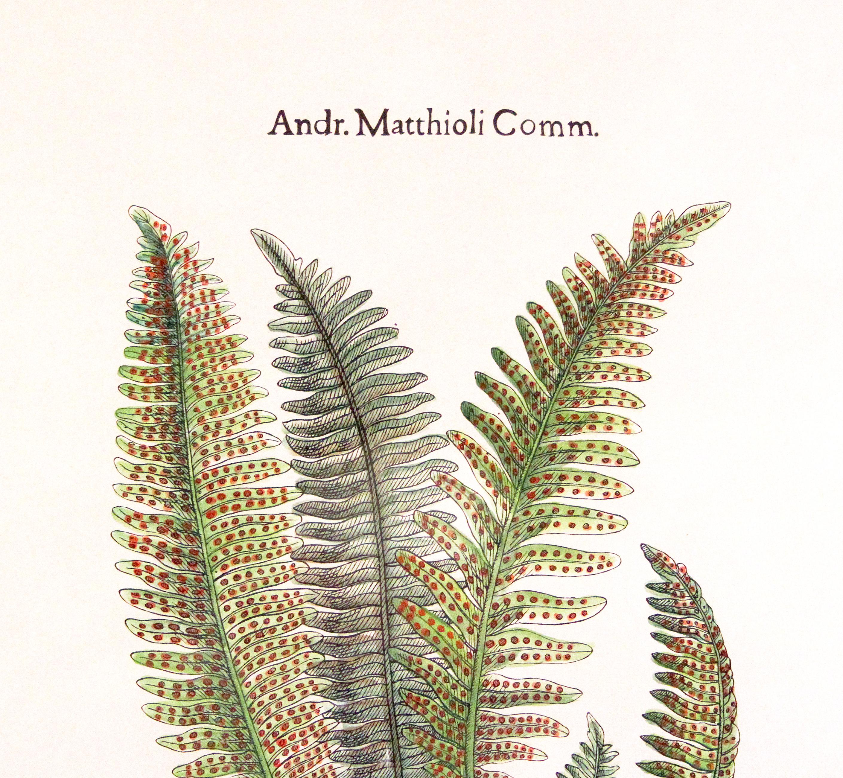 American Original Custom Botanical Fern Prints with Makers Stamp For Sale
