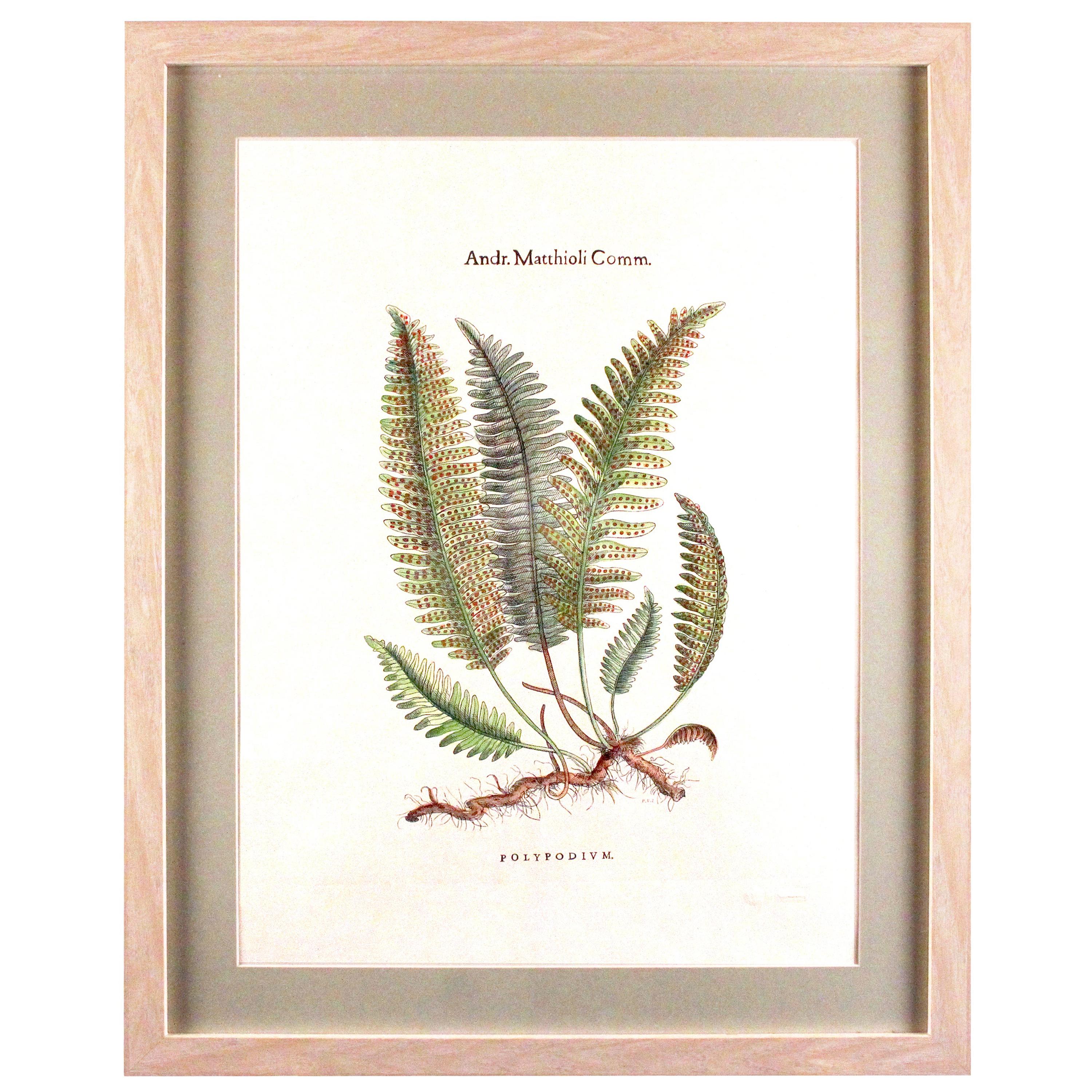 Original Custom Botanical Fern Prints with Makers Stamp