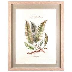 Original botanische Farndrucke mit Herstellerstempel