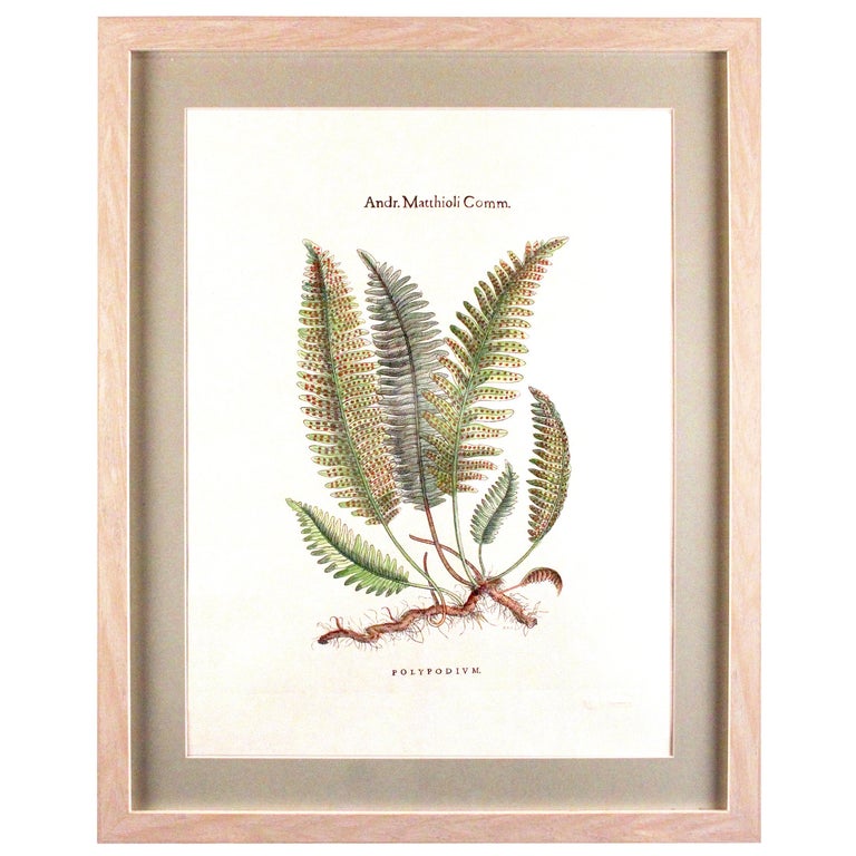 Original Custom Botanical Fern Prints with Makers Stamp For Sale at 1stDibs