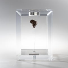 Original Design, Space Box, Russian Sikhote Alin Meteorite in Acrylic Box