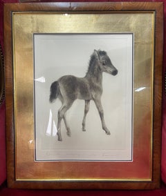 Original Drypoint of a Foal by Kurt Meyer-Eberhardt (1895–1977)