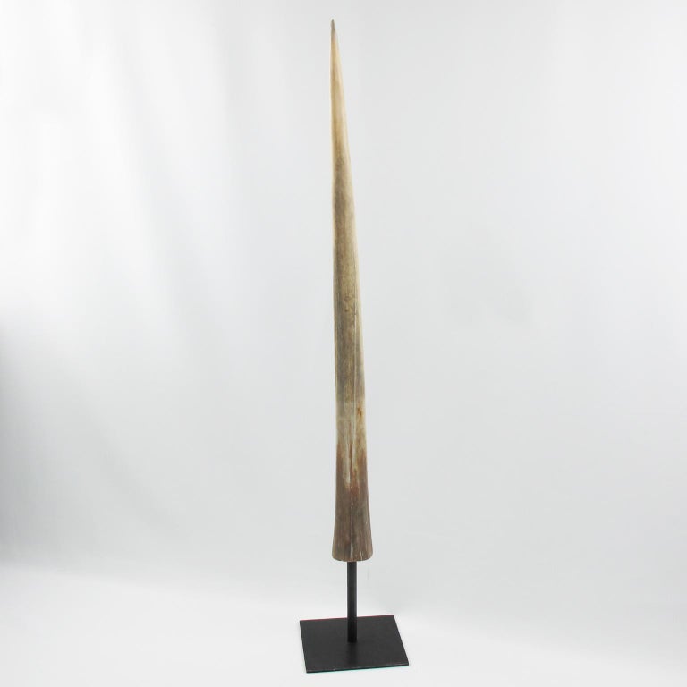 Original Early 20th Century Mounted Swordfish Bill at 1stDibs