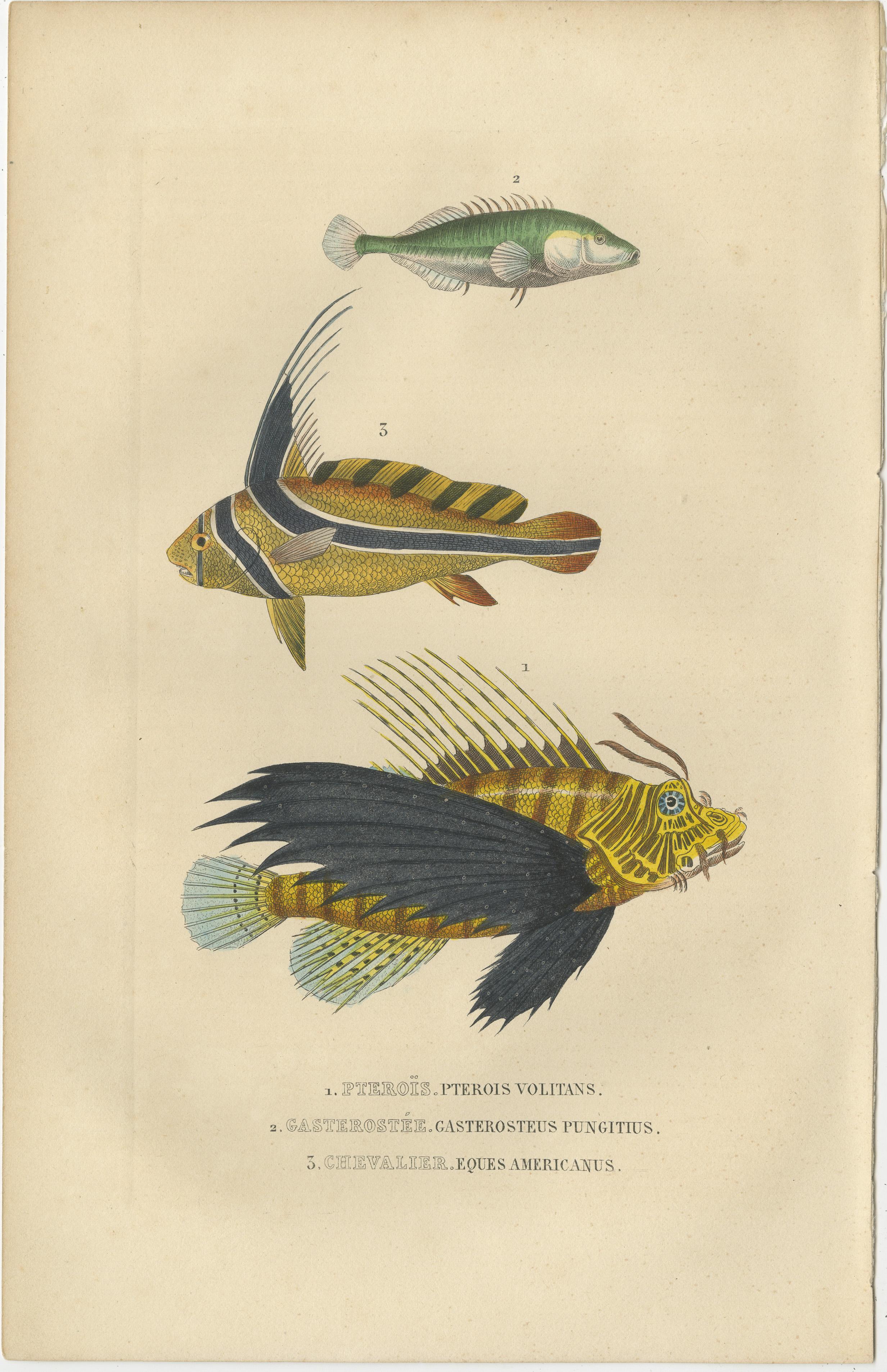 Original Engraving of a Handcolored Lionfish, Stickleback and Drumfish, 1845 In Good Condition For Sale In Langweer, NL