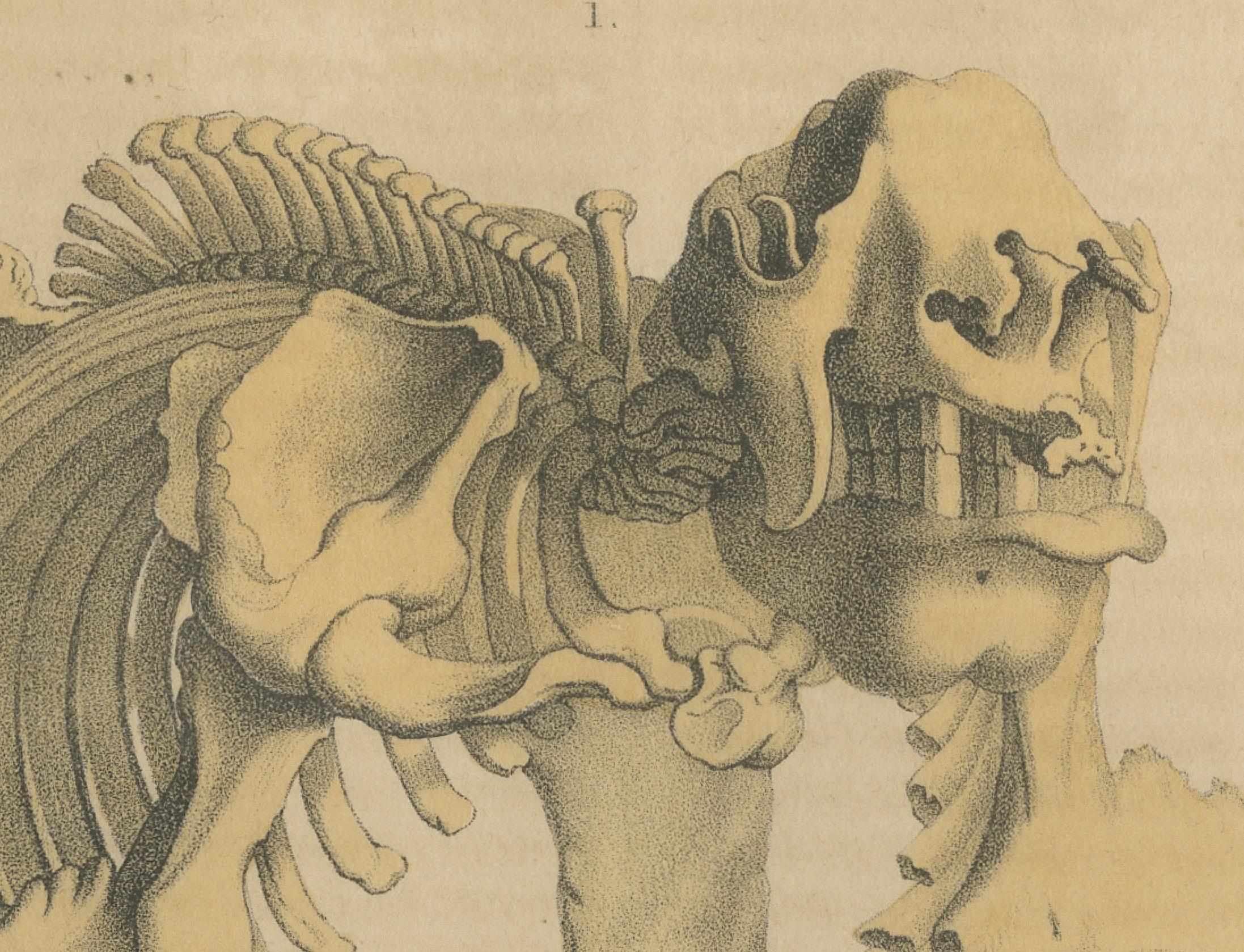 Engraved Original Engraving of The Skeletal Giant: Megatherium Anatomy, 1845 For Sale