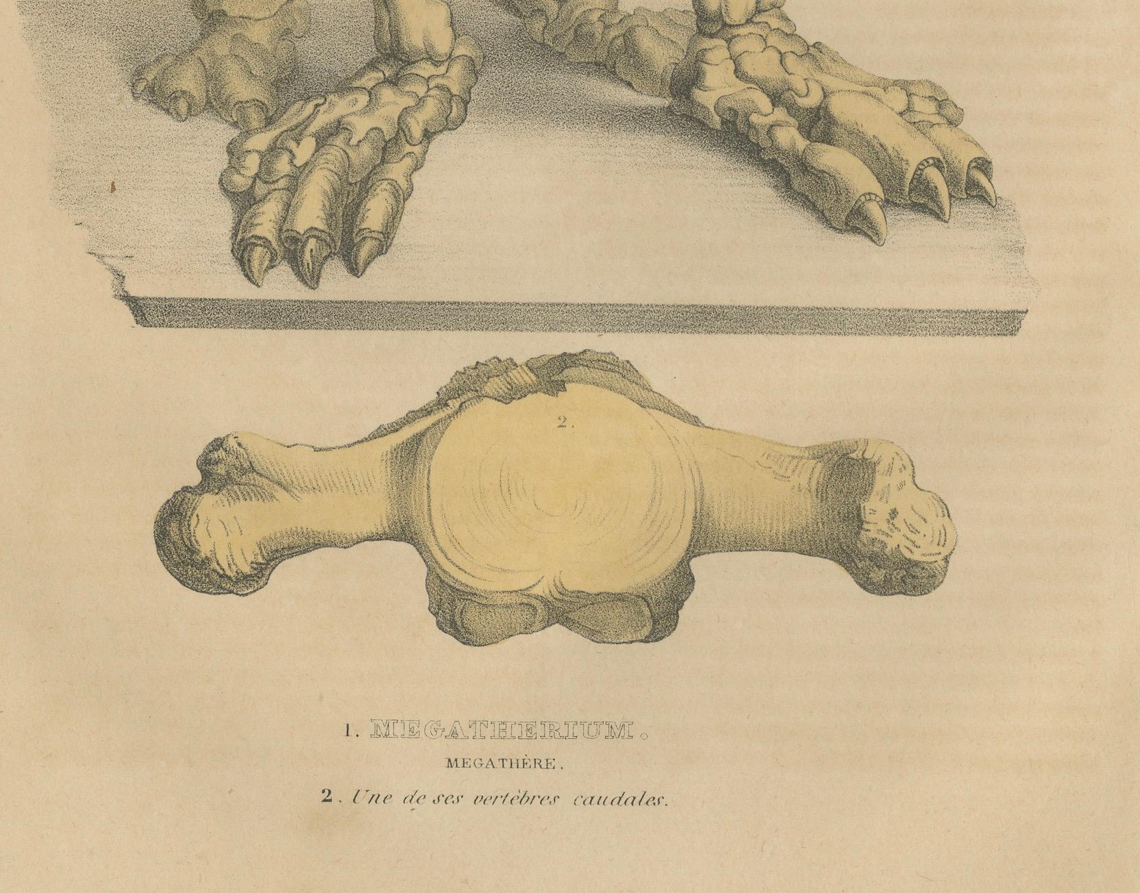 Original Engraving of The Skeletal Giant: Megatherium Anatomy, 1845 In Good Condition For Sale In Langweer, NL
