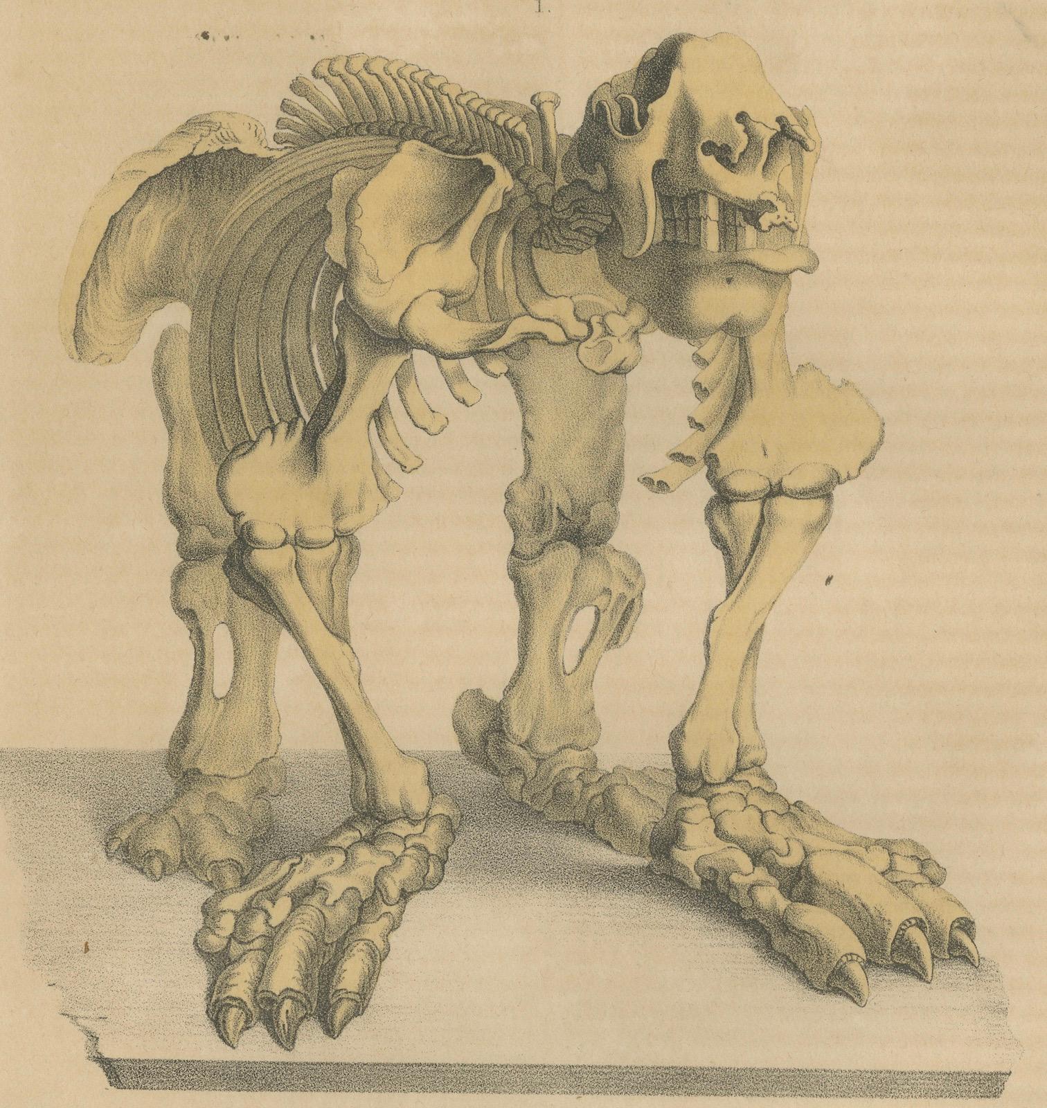 Mid-19th Century Original Engraving of The Skeletal Giant: Megatherium Anatomy, 1845 For Sale