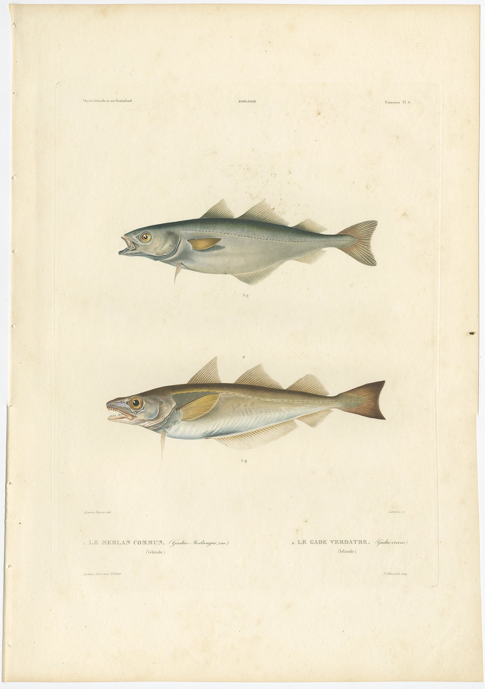 Antiker Druck von Whiting und Grünem Kabeljau (Gadus merlangus und Gadus virens) - Handkolorierte Lithographie, 1845

Beschreibung:
Diese handkolorierte Lithografie zeigt zwei charakteristische Fischarten des Nordatlantiks: Le Merlan Commun (Gadus