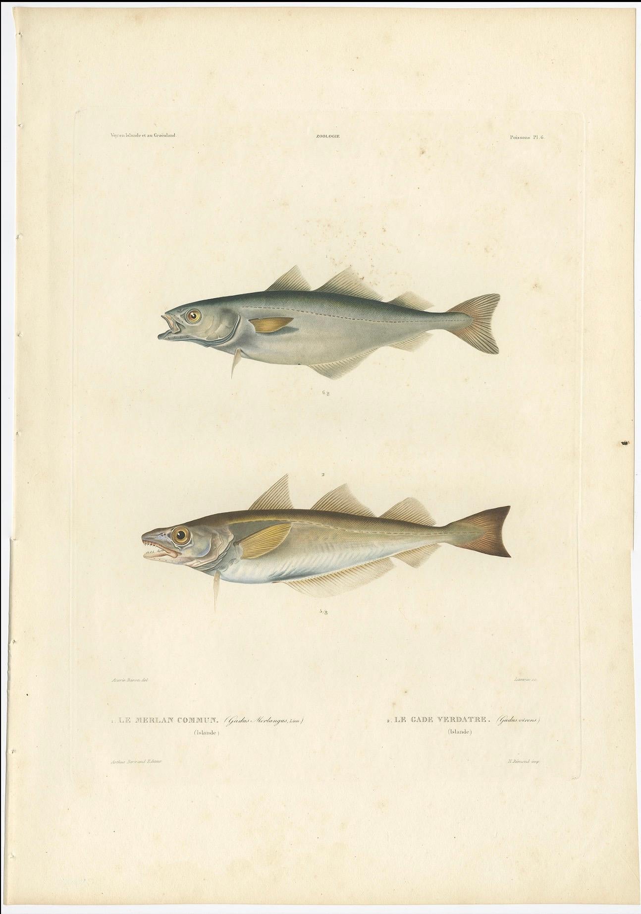Original-Fischdruck Der Whiting & Green Cod oder Der Seelachs, handkoloriert - 1845 (Französisch) im Angebot