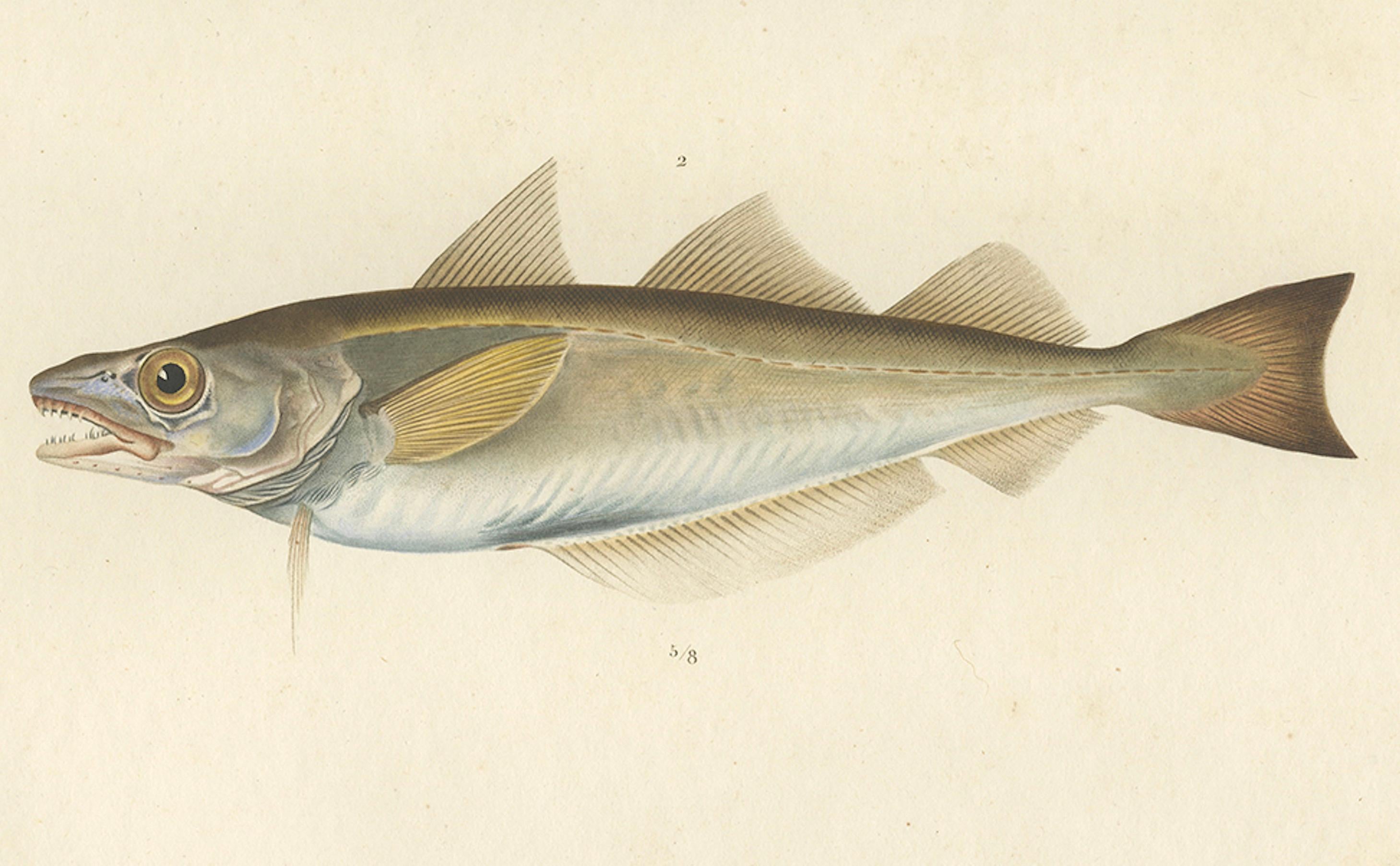 Original-Fischdruck Der Whiting & Green Cod oder Der Seelachs, handkoloriert - 1845 im Zustand „Gut“ im Angebot in Langweer, NL