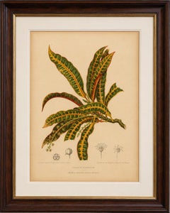 Original Garden Croton (Joseph's Coat) Botanical Chromolithograph, c. 1880