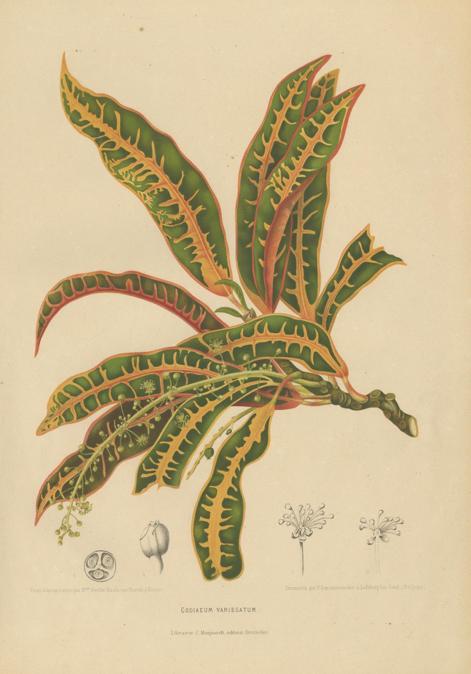 Original Garden Croton (Joseph's Coat) Botanical Chromolithograph, c. 1880