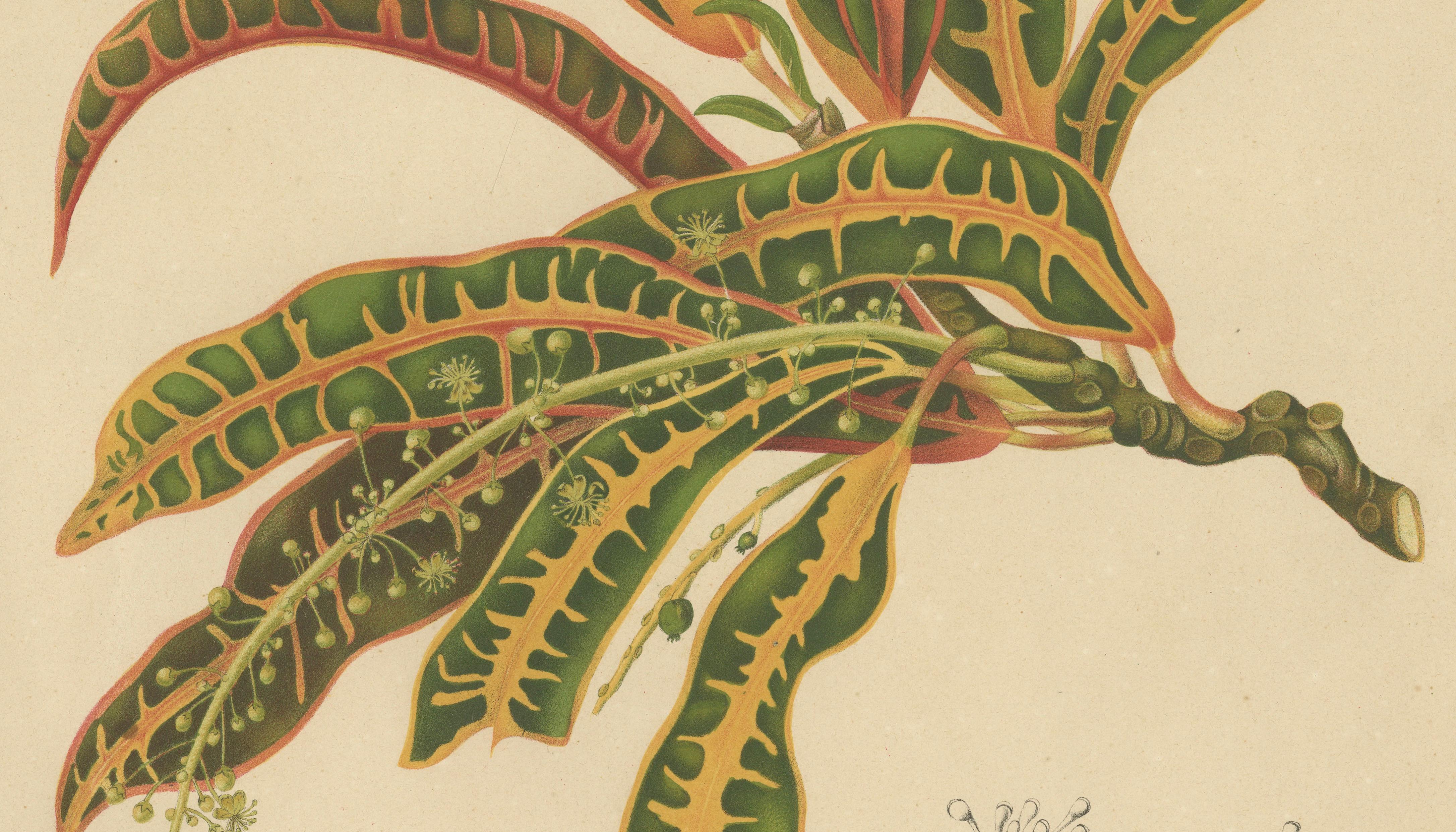 Original Garden Croton (Joseph's Coat) Botanical Chromolithograph, c. 1880
