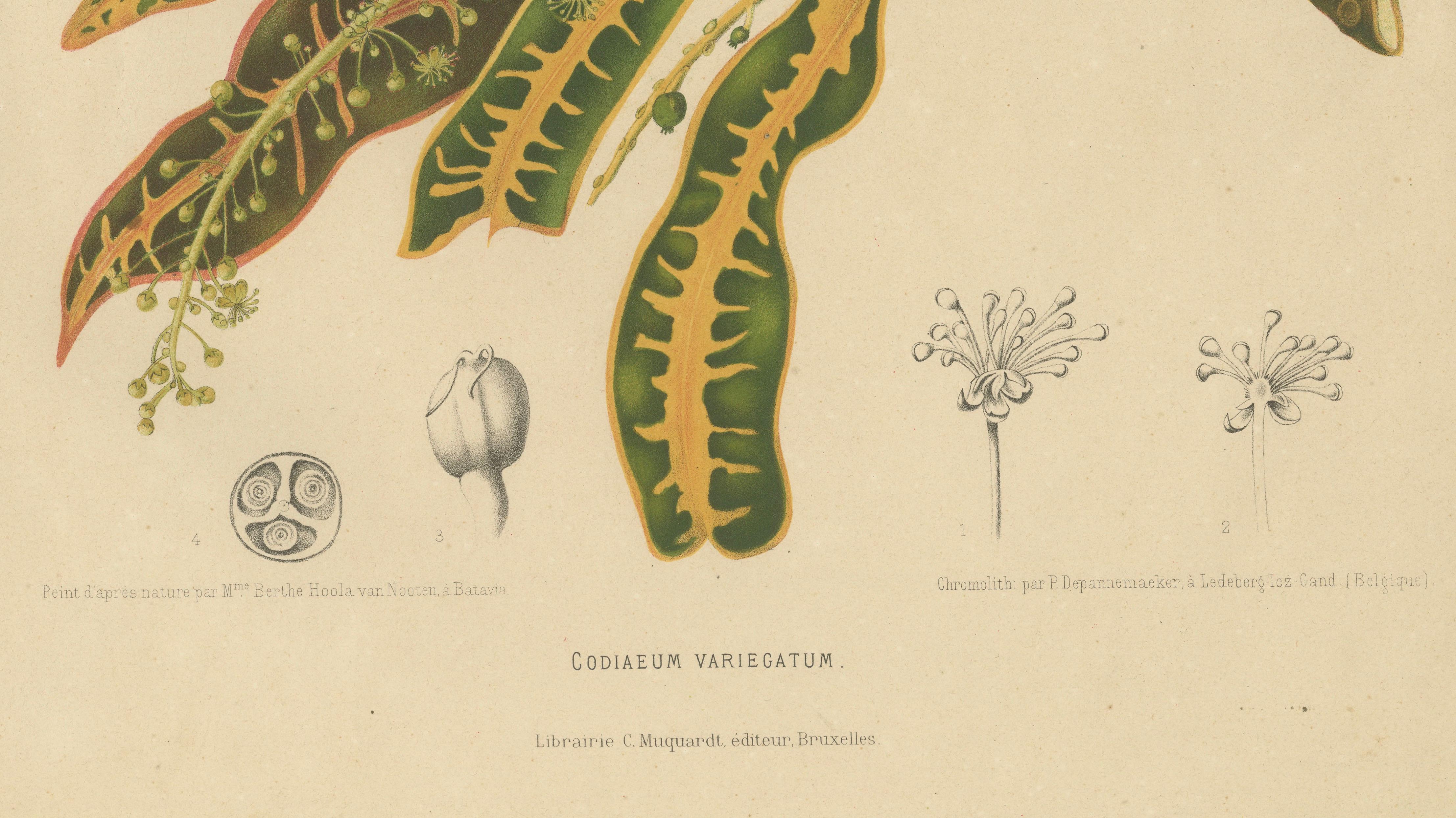 Original Garden Croton (Joseph's Coat) Botanical Chromolithograph, c. 1880