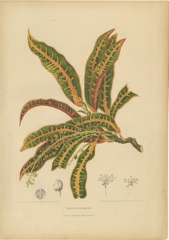 Original Garden Croton (Joseph's Coat) Botanical Chromolithograph, c. 1880