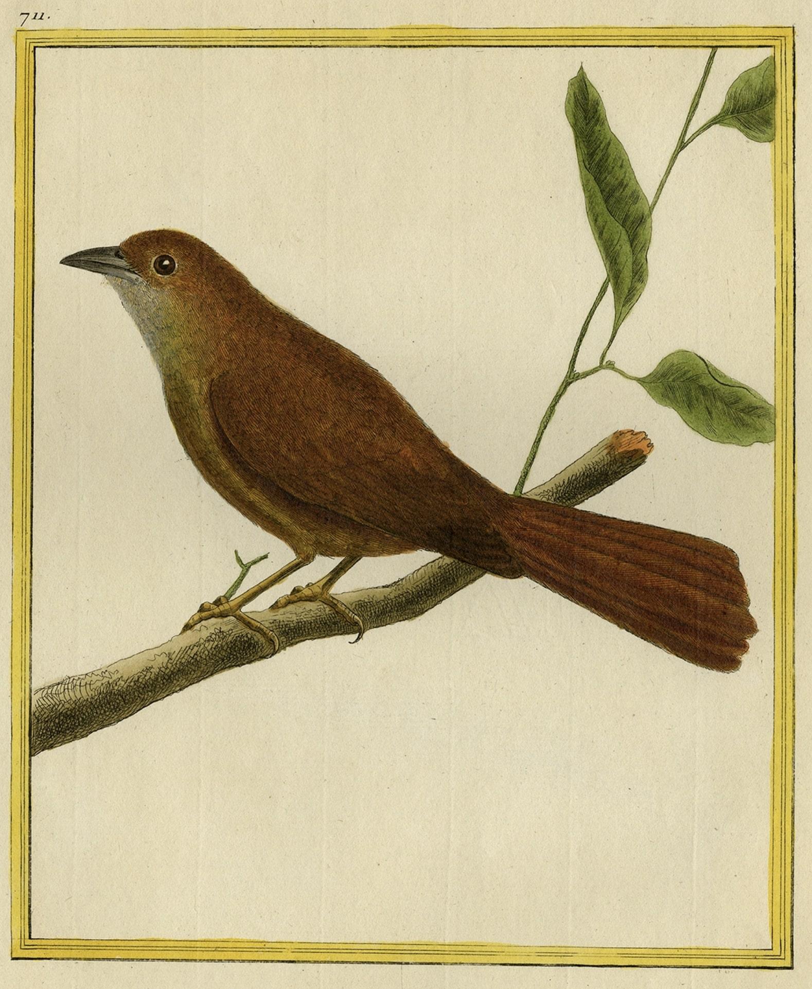 Antique print titled 'La Tangaroux, de Cayenne.' 

This print shows a tanager bird. Originates from 'Histoire Naturelle des Oiseaux', by Comte de Buffon, published in Paris from 1770 to 1786. This is considered the most important 18th c.