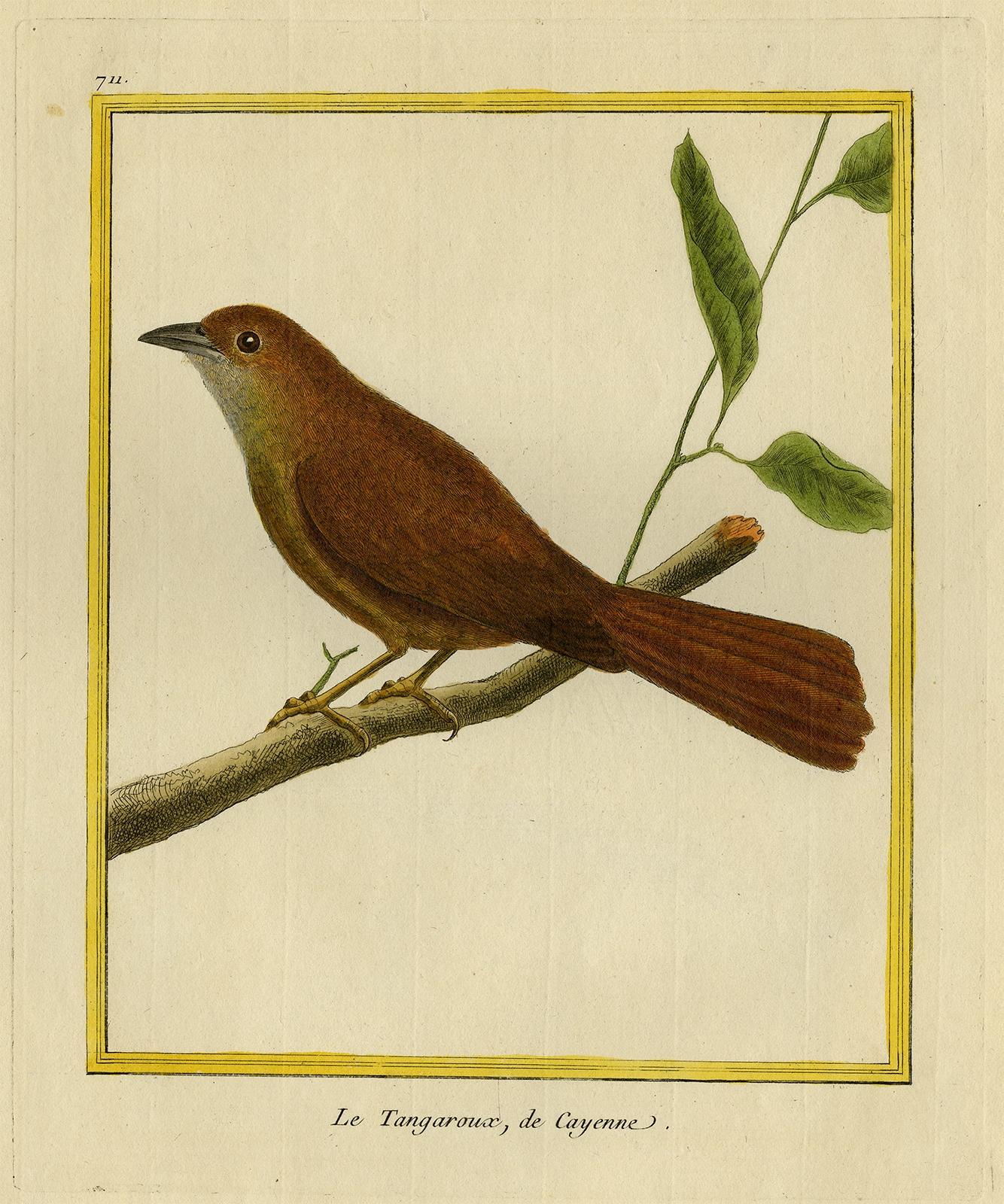 Original handkolorierter antiker Vogeldruck mit braunem Vogeldruck, ca. 1770 im Zustand „Gut“ im Angebot in Langweer, NL