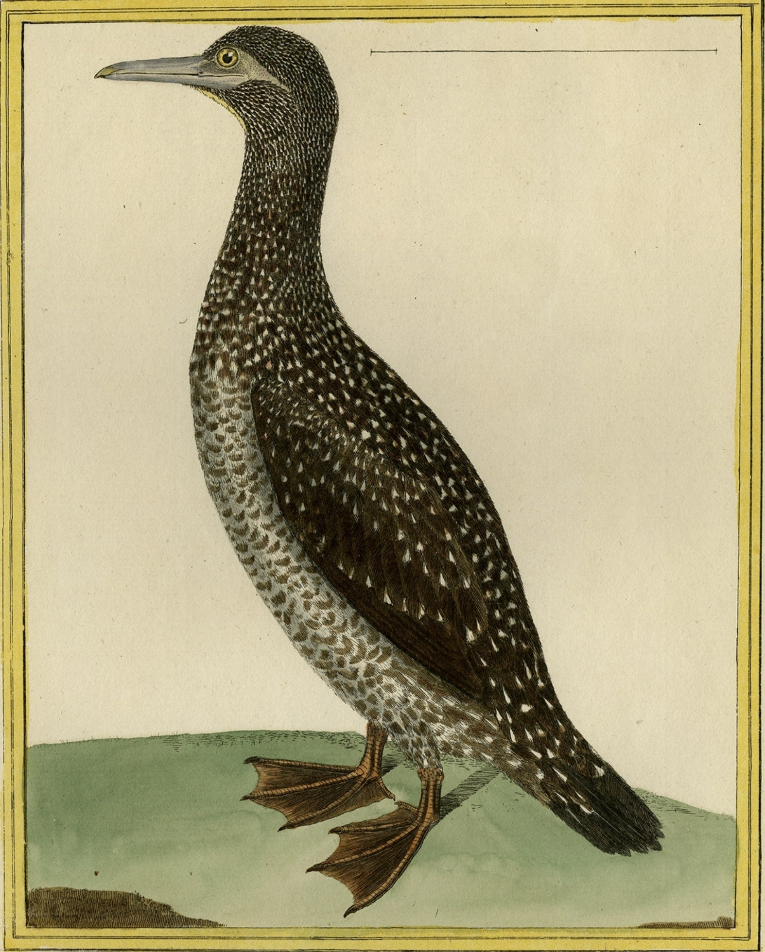 Antique print titled 'Fou tachete, de Cayenne.' 

This print shows a northern gannet (Juv). Originates from 'Histoire Naturelle des Oiseaux', by Comte de Buffon, published in Paris from 1770 to 1786. This is considered the most important 18th c.