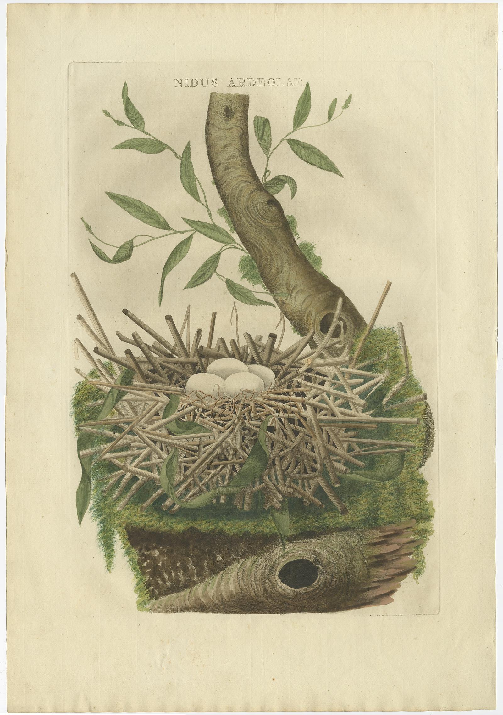 Antique print titled 'Nidus Ardeolae'. 

This print depicts a nest of a Pond Heron (Dutch: Kolgans). Pond herons (Ardeola) are herons, typically 40–50 cm (16–20 in) long with an 80–100 cm (31–39 in) wingspan. Most breed in the tropical Old World,