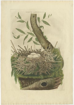 Original Hand-Colored Antique Engraving of a Bird Nest of a Pond Heron, 1770
