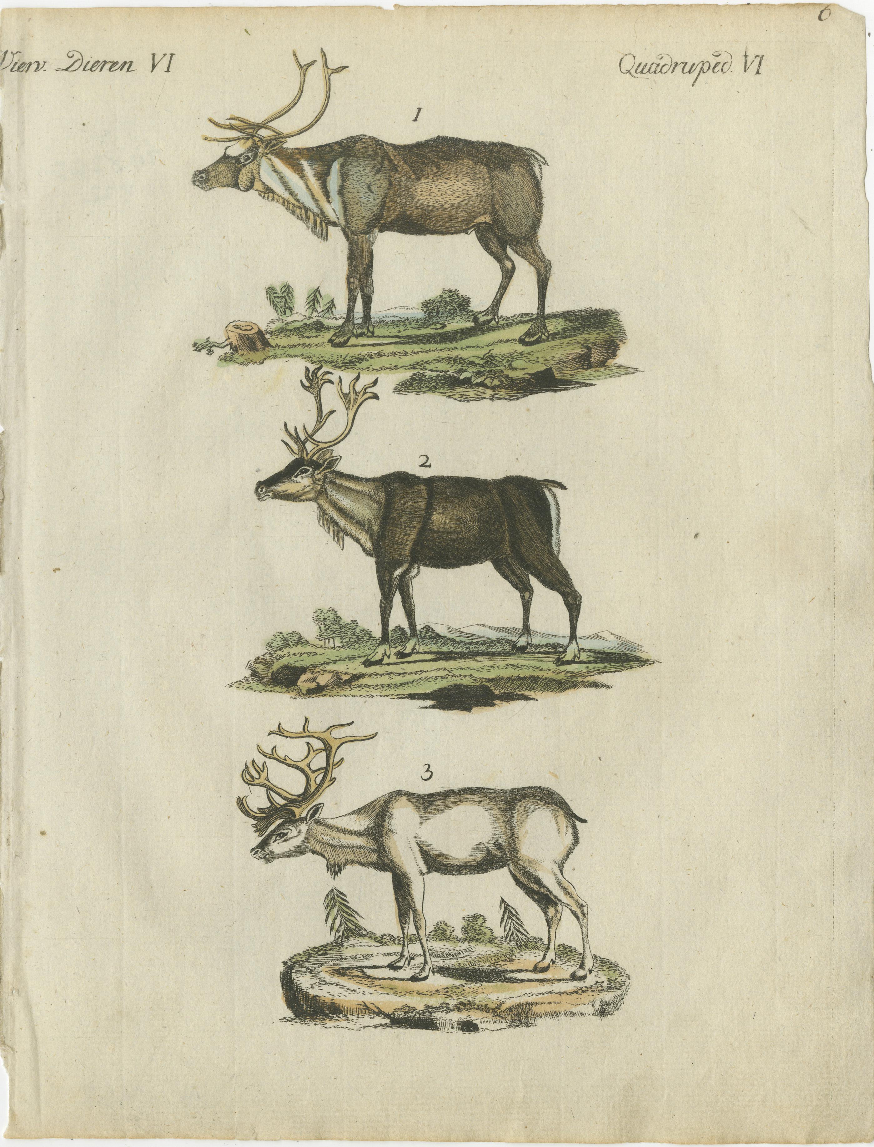 Original antique print of reindeer. This engraved print originates from a very rare unknown Dutch work. The plates are similar to the plates in the famous German work: ‘Bilderbuch fur Kinder' by F.J. Bertuch, published 1790-1830 in Weimar. This