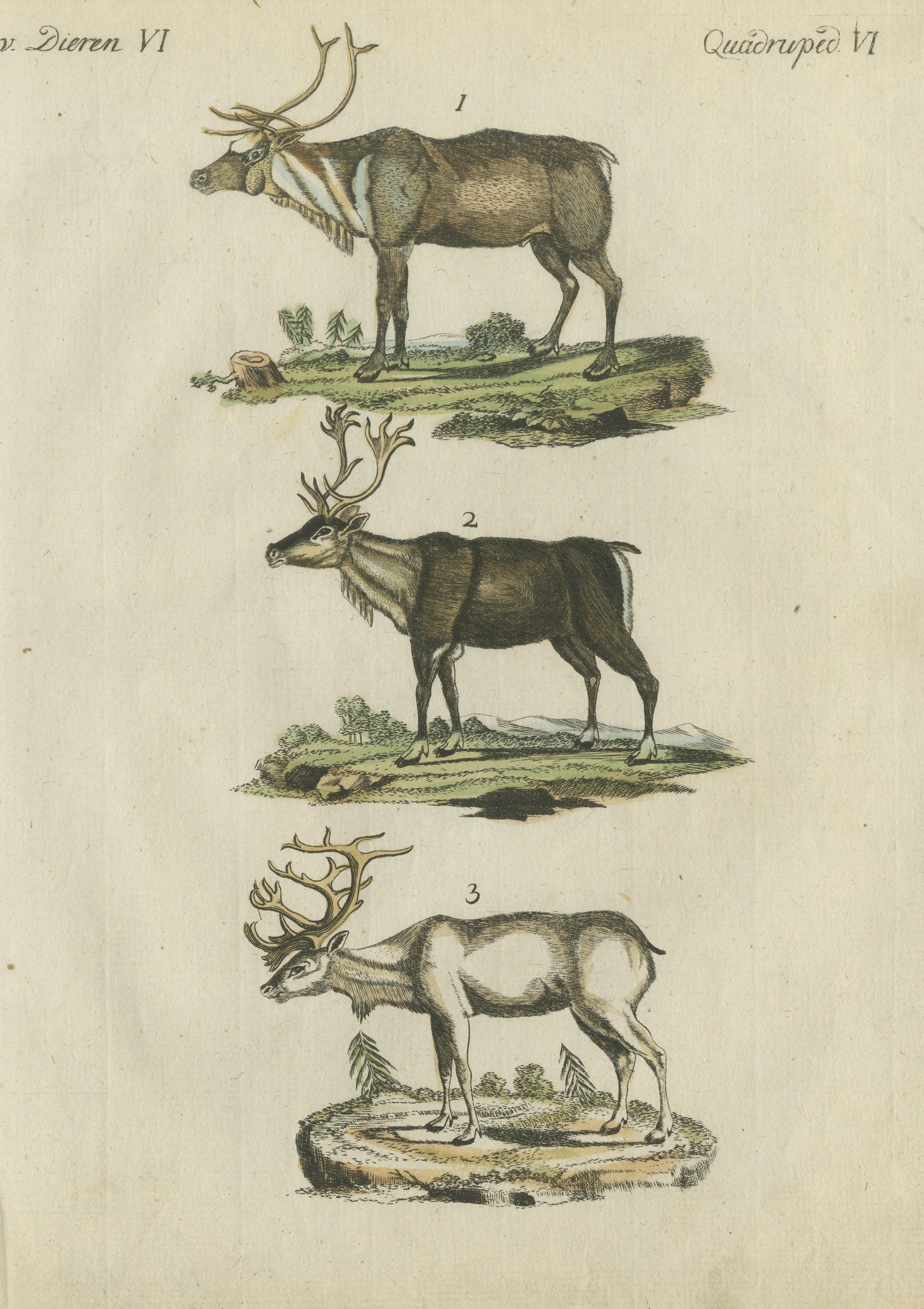 Engraved Original Hand Colored Antique Engraving of Reindeer, Published circa 1820 For Sale