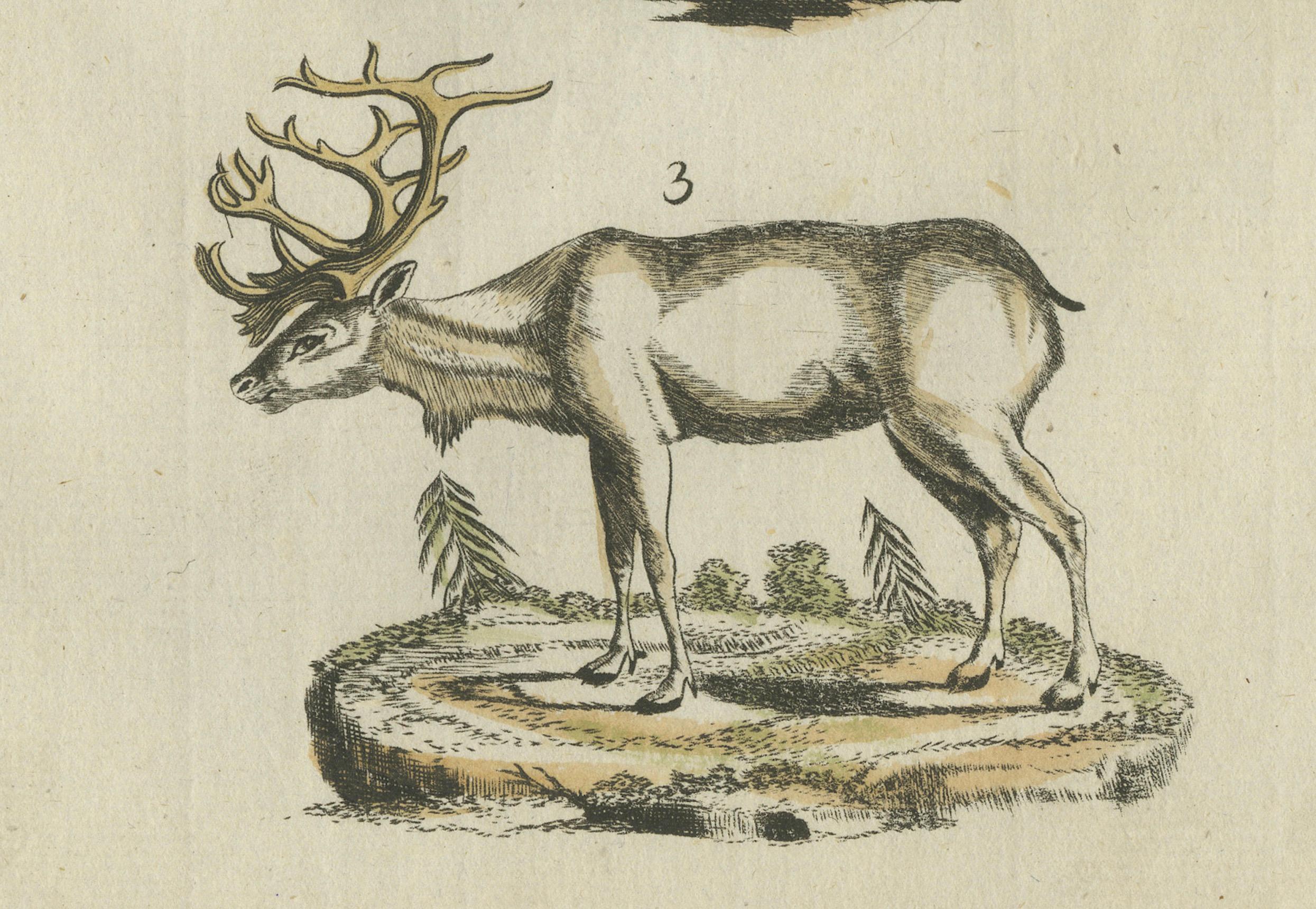 Original Hand Colored Antique Engraving of Reindeer, Published circa 1820 In Good Condition For Sale In Langweer, NL