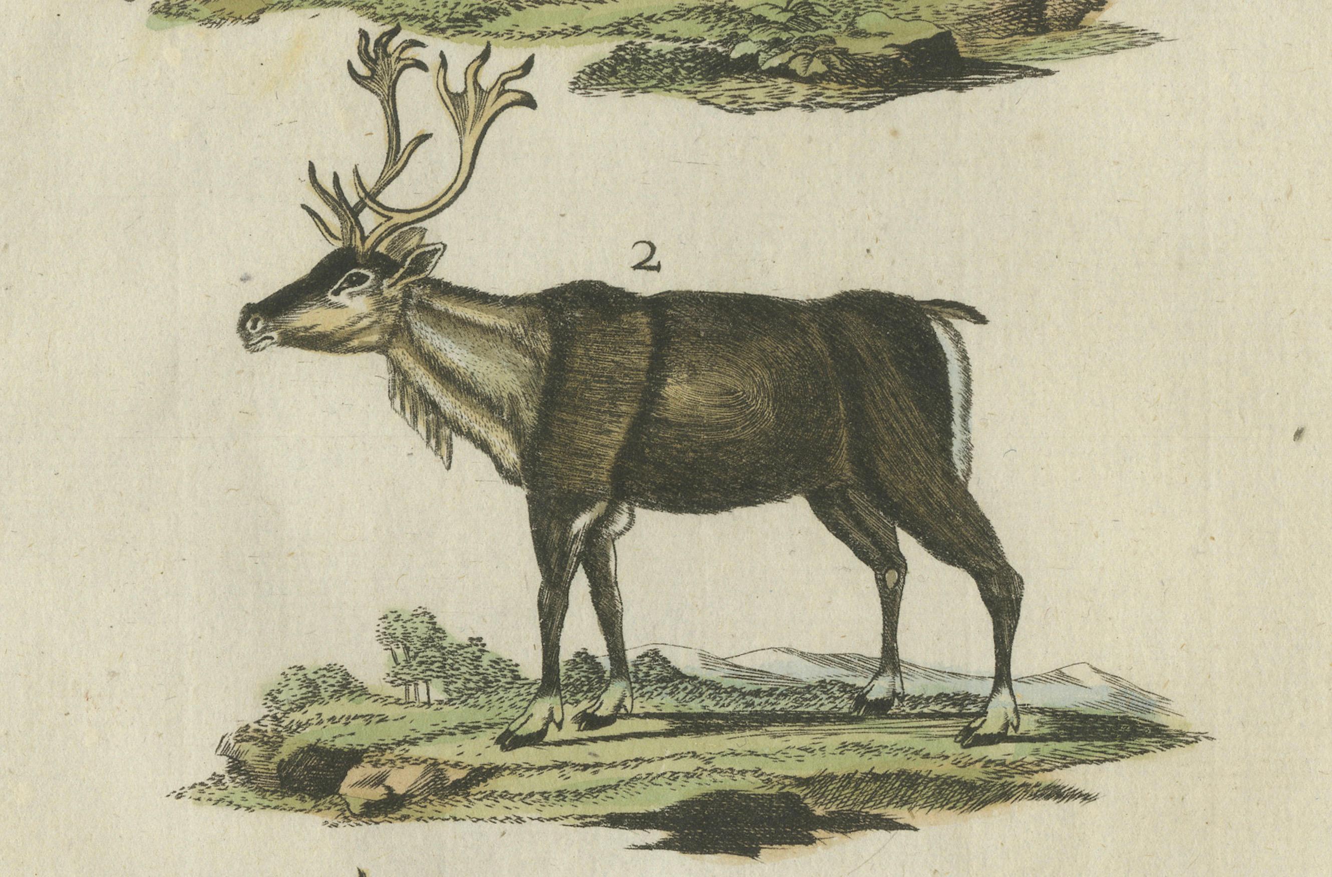 19th Century Original Hand Colored Antique Engraving of Reindeer, Published circa 1820 For Sale