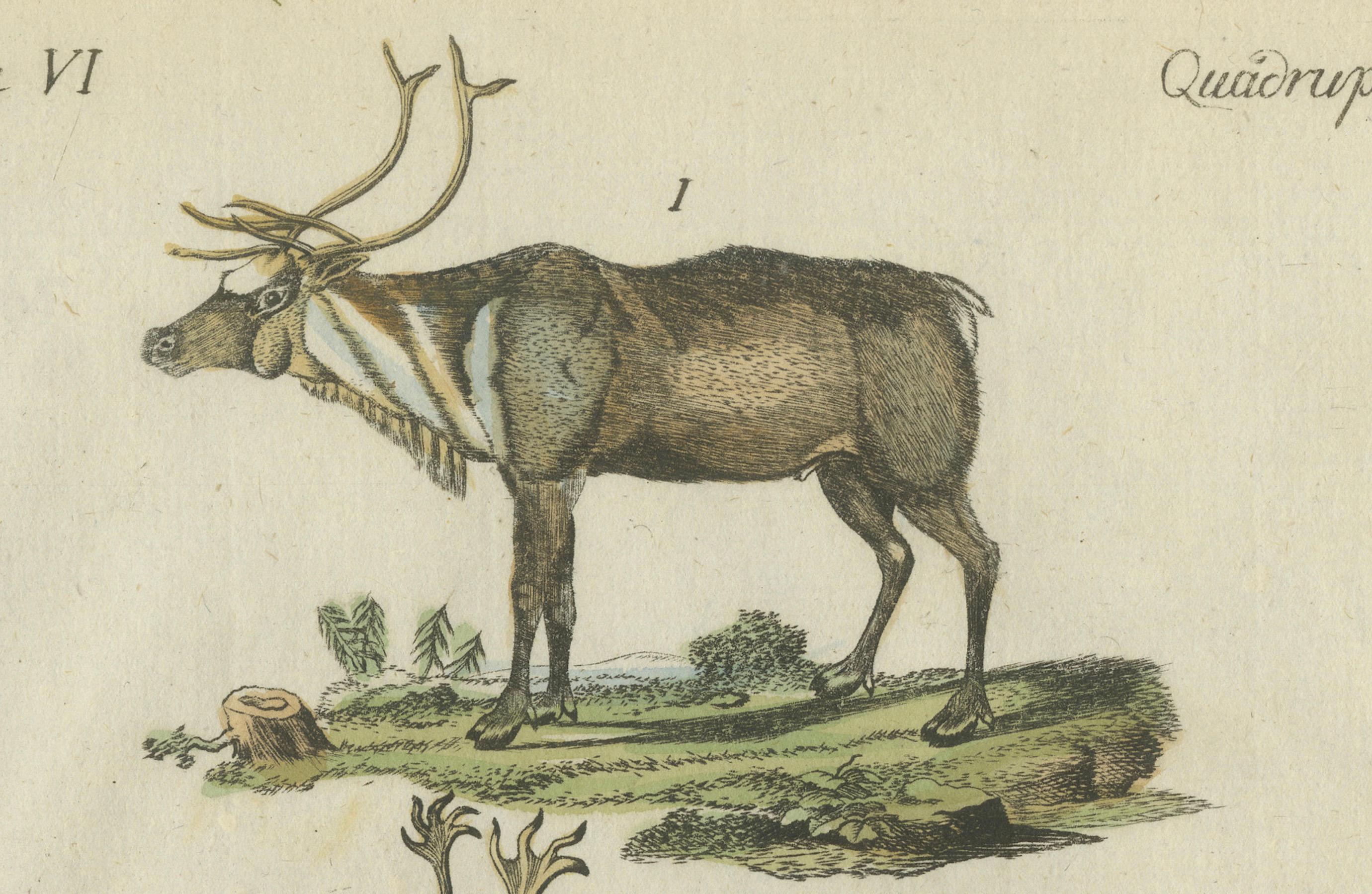 Paper Original Hand Colored Antique Engraving of Reindeer, Published circa 1820 For Sale