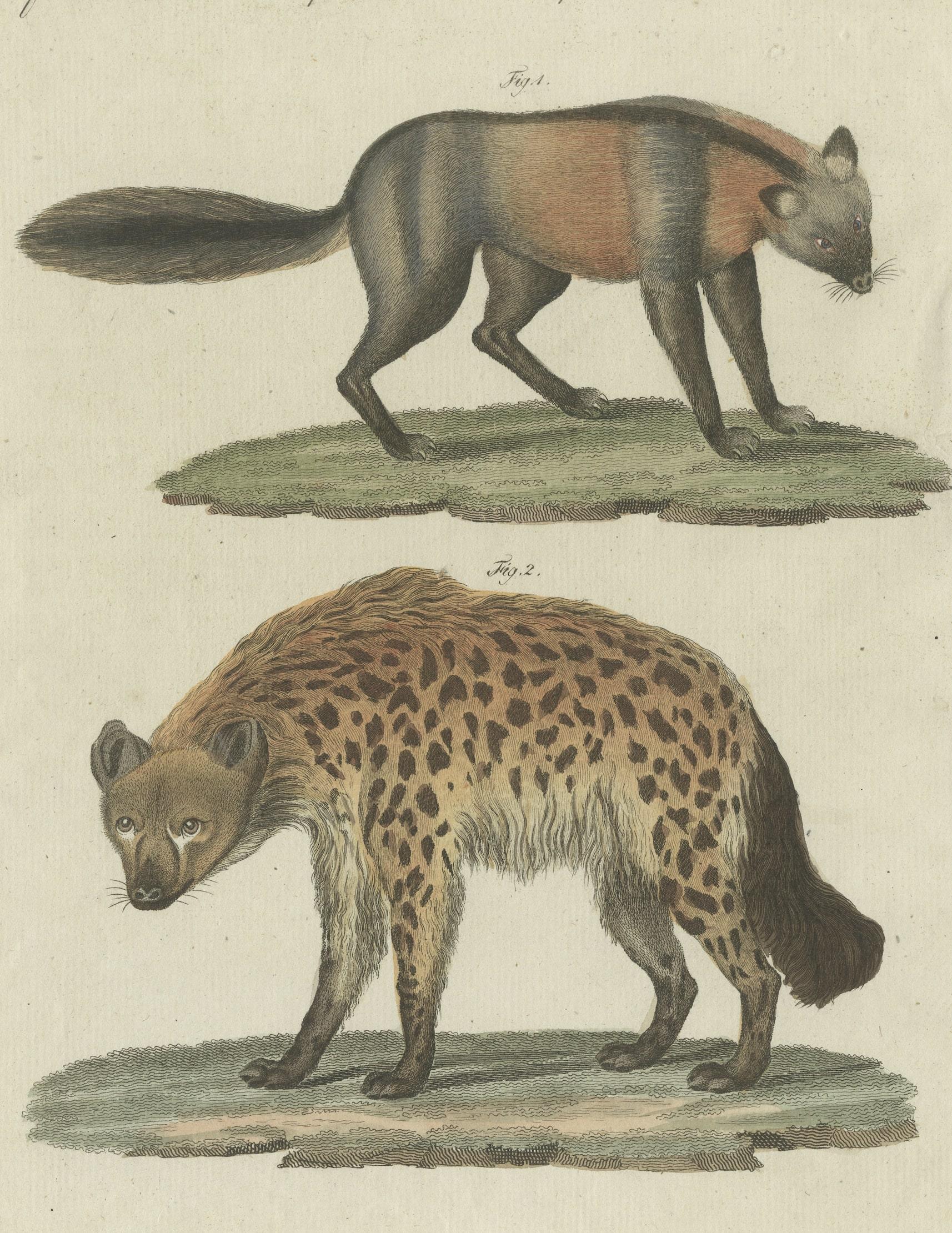 Original antique print of a fox (Kreuzfuchs) and hyena (Die gefleckte Hyäne'. This print originates from 'Bilderbuch fur Kinder' by F.J. Bertuch. Friedrich Johann Bertuch (1747-1822) was a German publisher and man of arts most famous for his