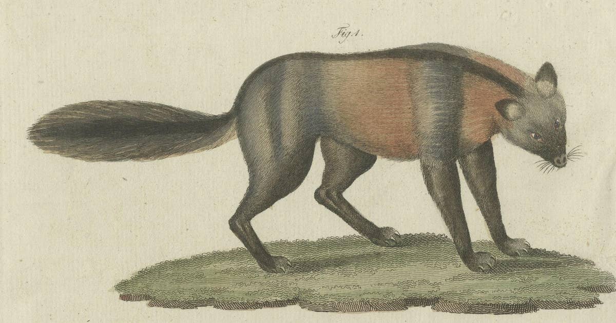 Original Hand-Colored Antique Print of a Fox and Hyena species