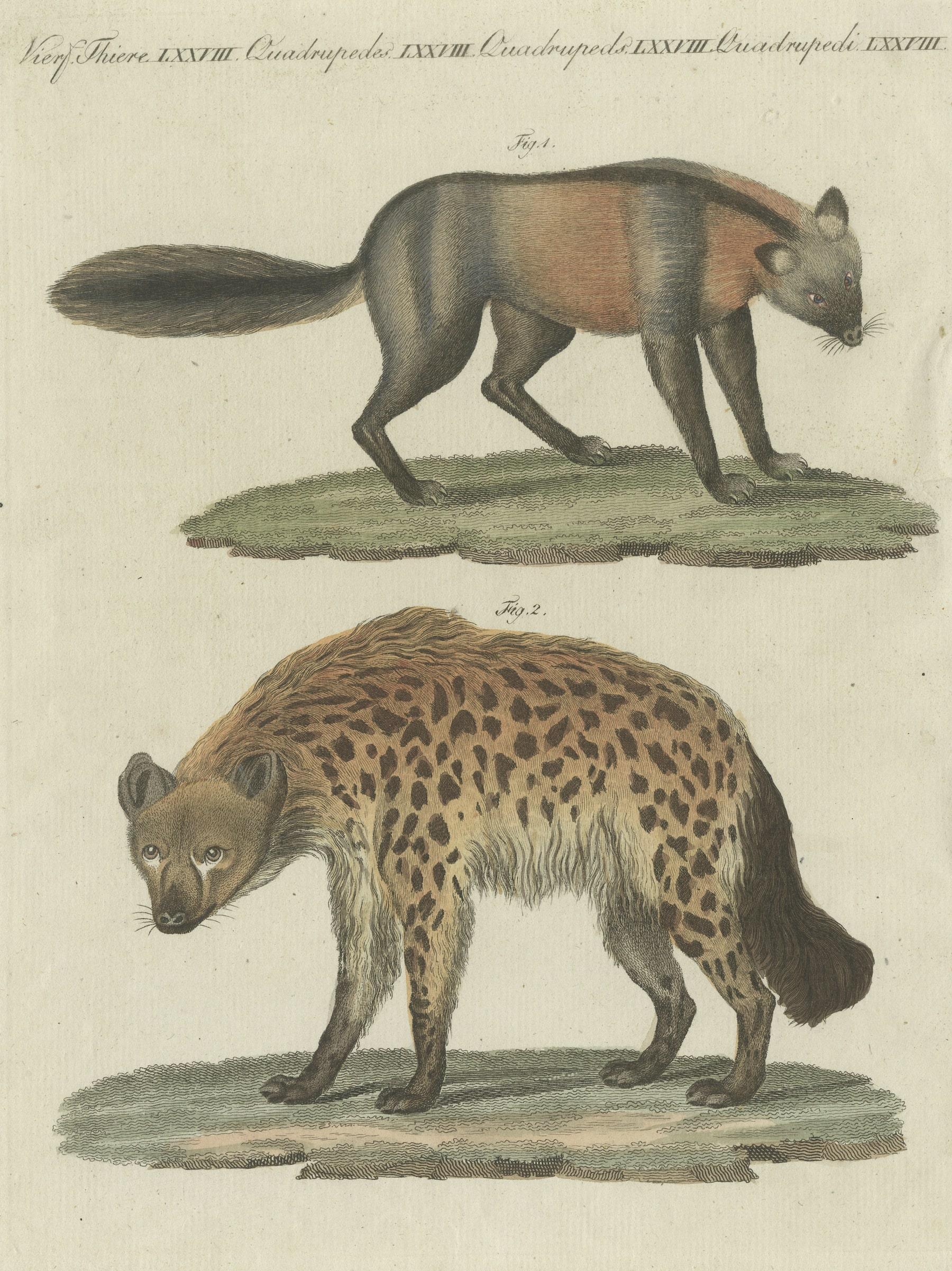 hyena fox