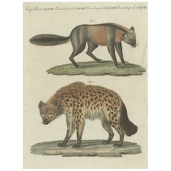 Originaler handkolorierter antiker Druck eines Fuchs und einer Hyena-Tiers