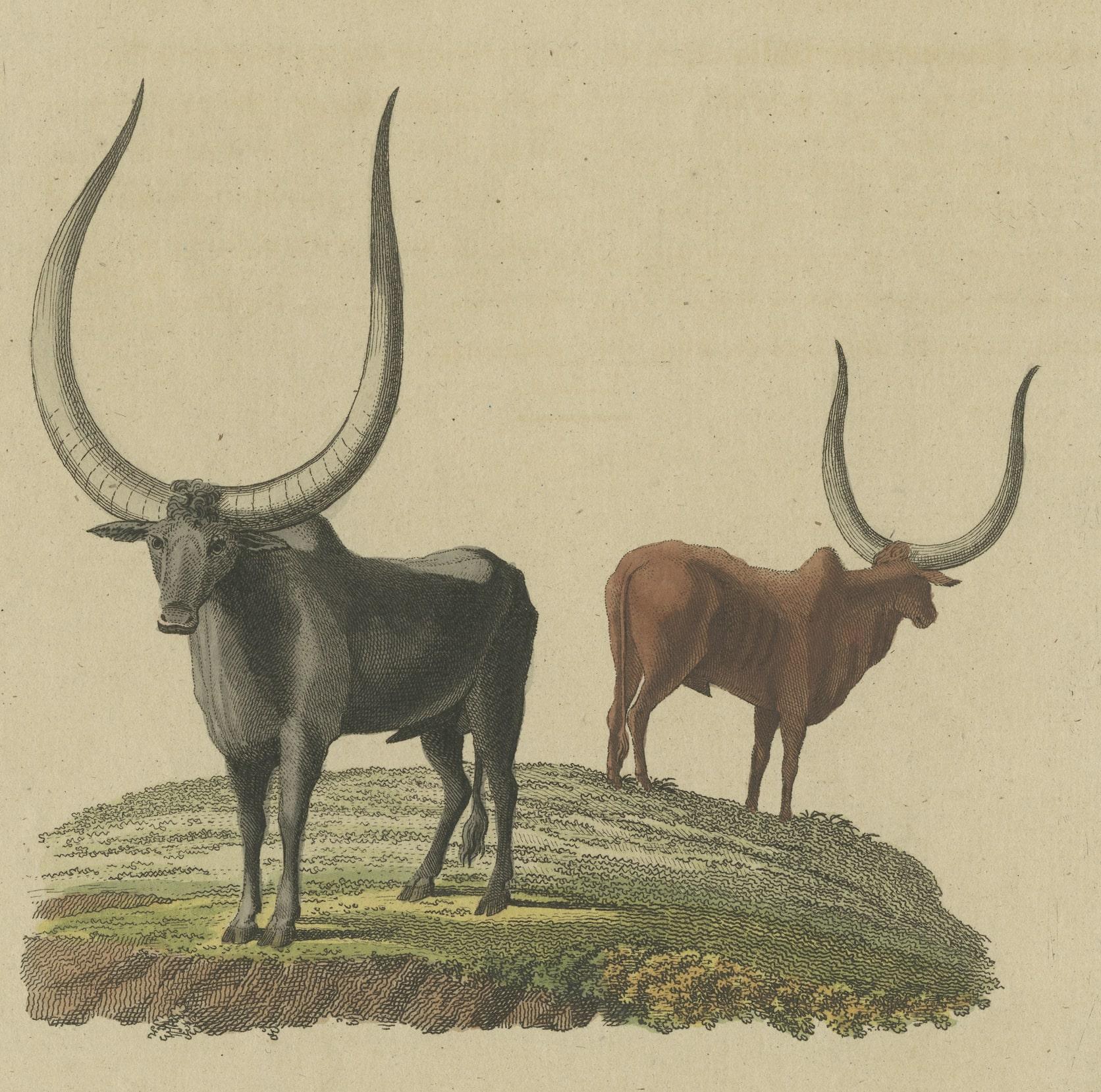 Original antique print of a Sanga ox (Bos Sanga Saltii). This print originates from 'Bilderbuch fur Kinder' by F.J. Bertuch. Friedrich Johann Bertuch (1747-1822) was a German publisher and man of arts most famous for his 12-volume encyclopedia for