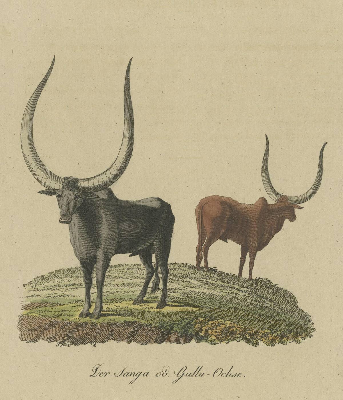 Original Hand-Colored Antique Print of a Sanga Ox 'Bos Africanus' of Africa