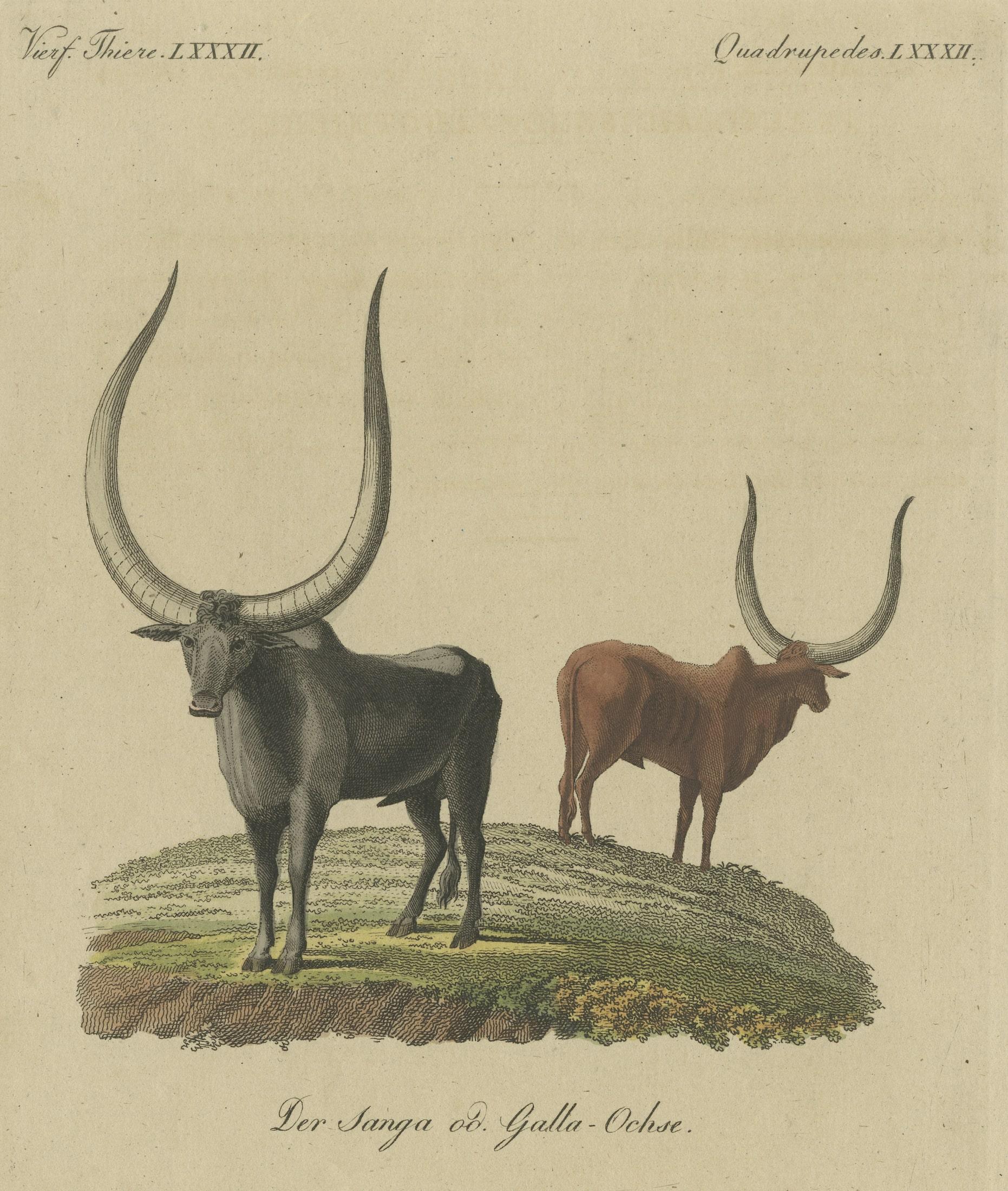 19th Century Original Hand-Colored Antique Print of a Sanga Ox 'Bos Africanus' of Africa For Sale