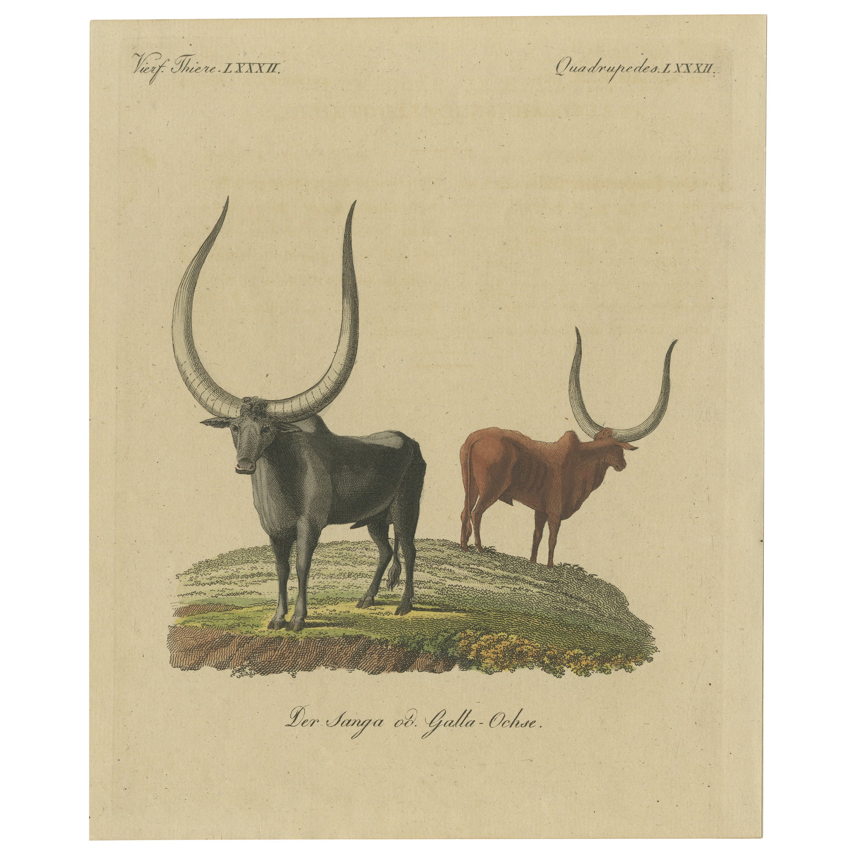 Original handkolorierter antiker Druck eines Sanga-Ox „Bos Africanus“ aus Afrika