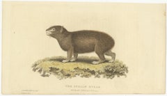 Original Hand Colored Antique Print of a Syrian Hyrax, 1825